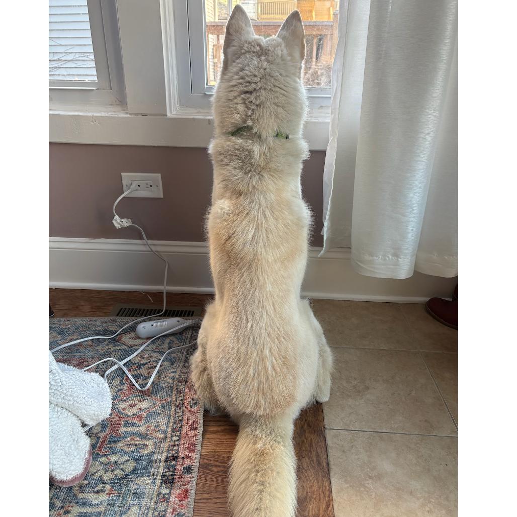 Tom, Adoptable, Young Male Husky.