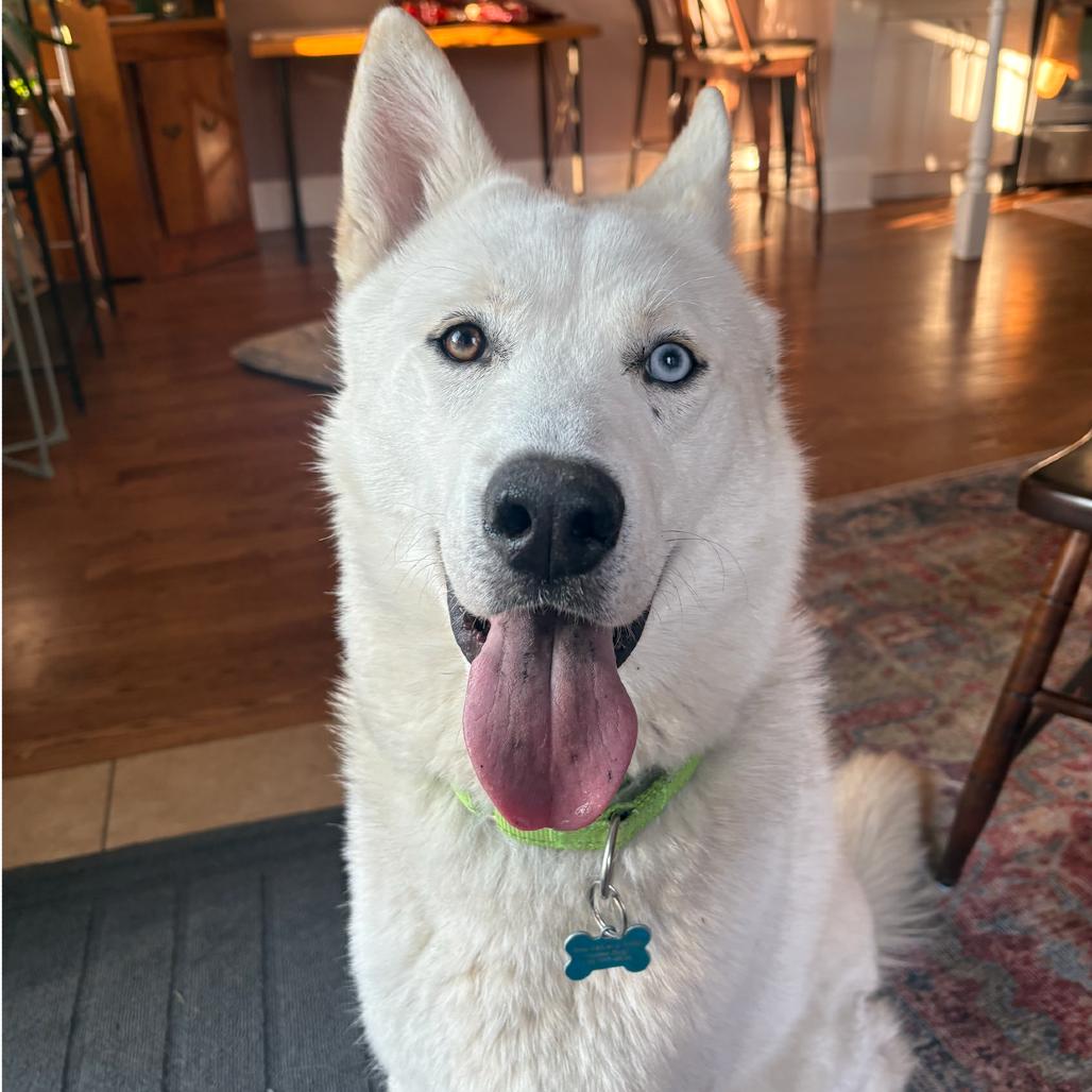 Tom, a Adoptable Husky in Chicago, IL image 4/6