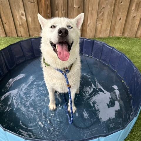 Enlarge Tom, a Adoptable Husky in Chicago, IL image 5/6