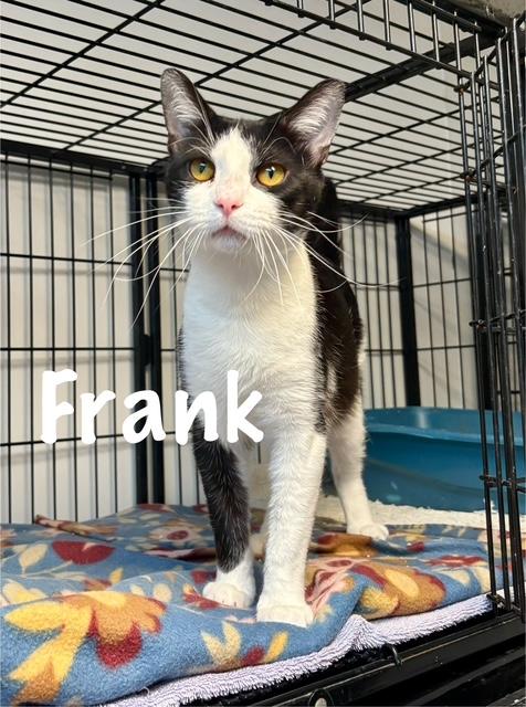 Enlarge Frank Sinatra, a Adoptable American Shorthair in Perry, GA image 1/1