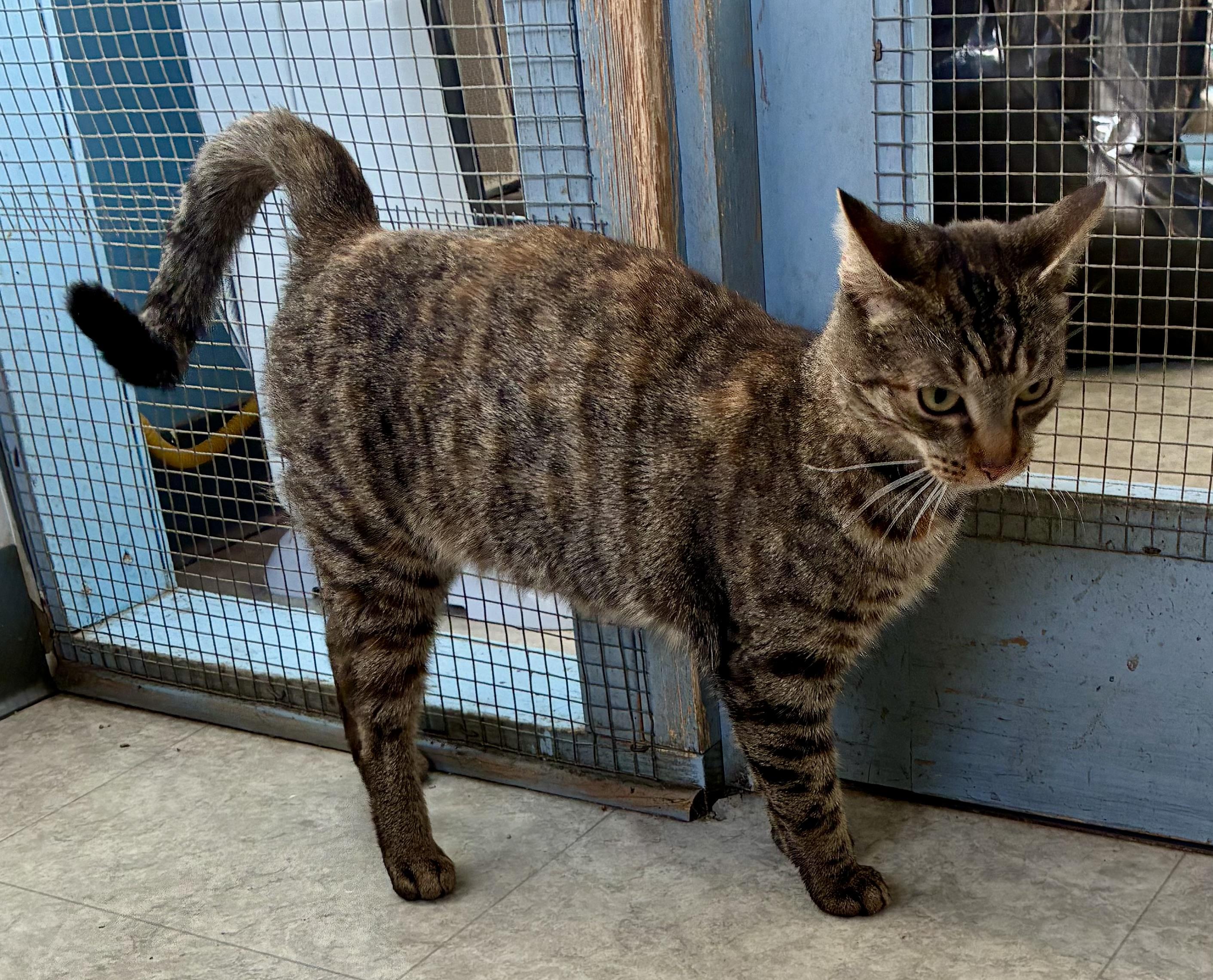 PATSY, a ADOPTABLE Domestic Short Hair in Louisa, KY image 2/4