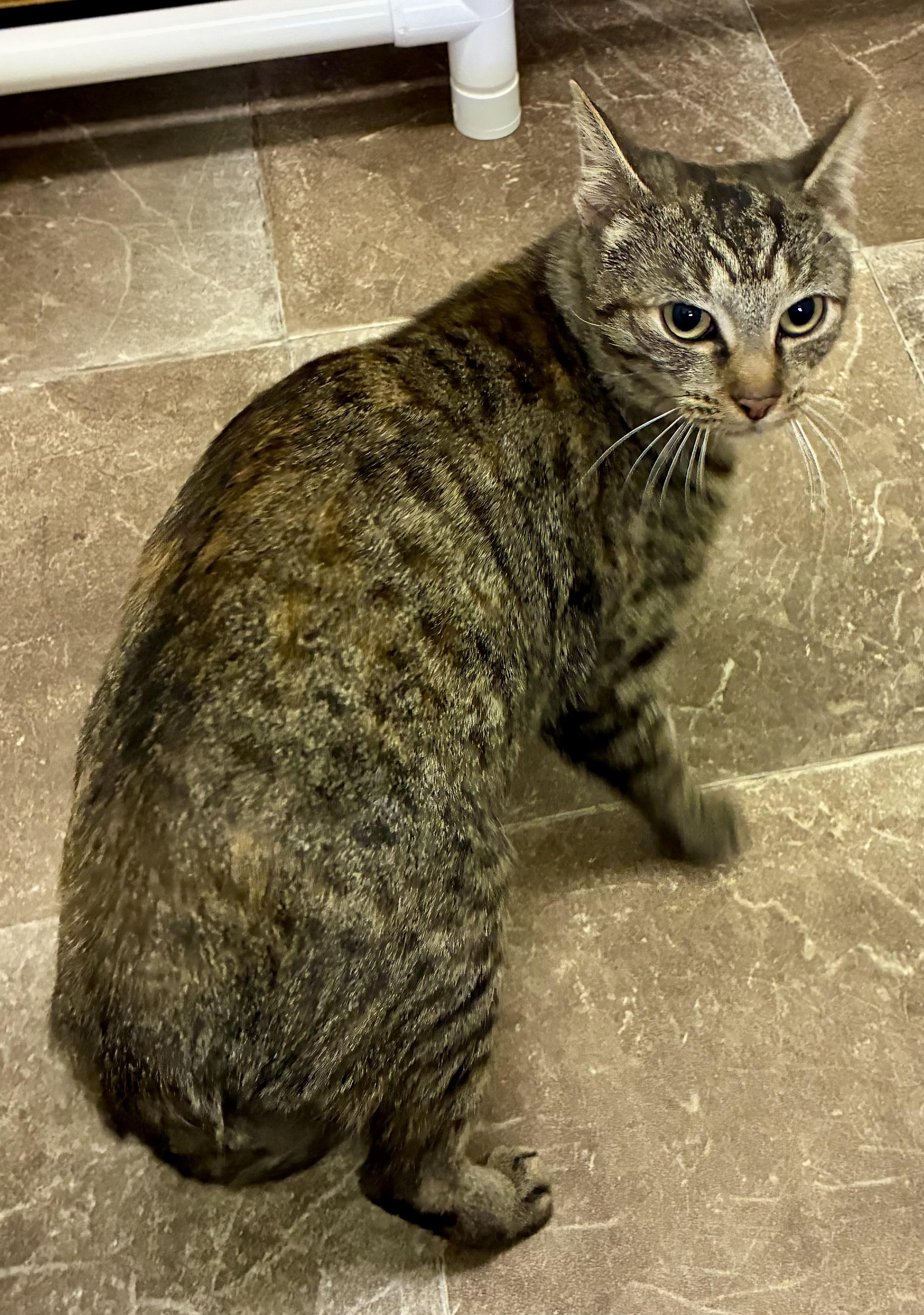 PATSY, a ADOPTABLE Domestic Short Hair in Louisa, KY image 3/4