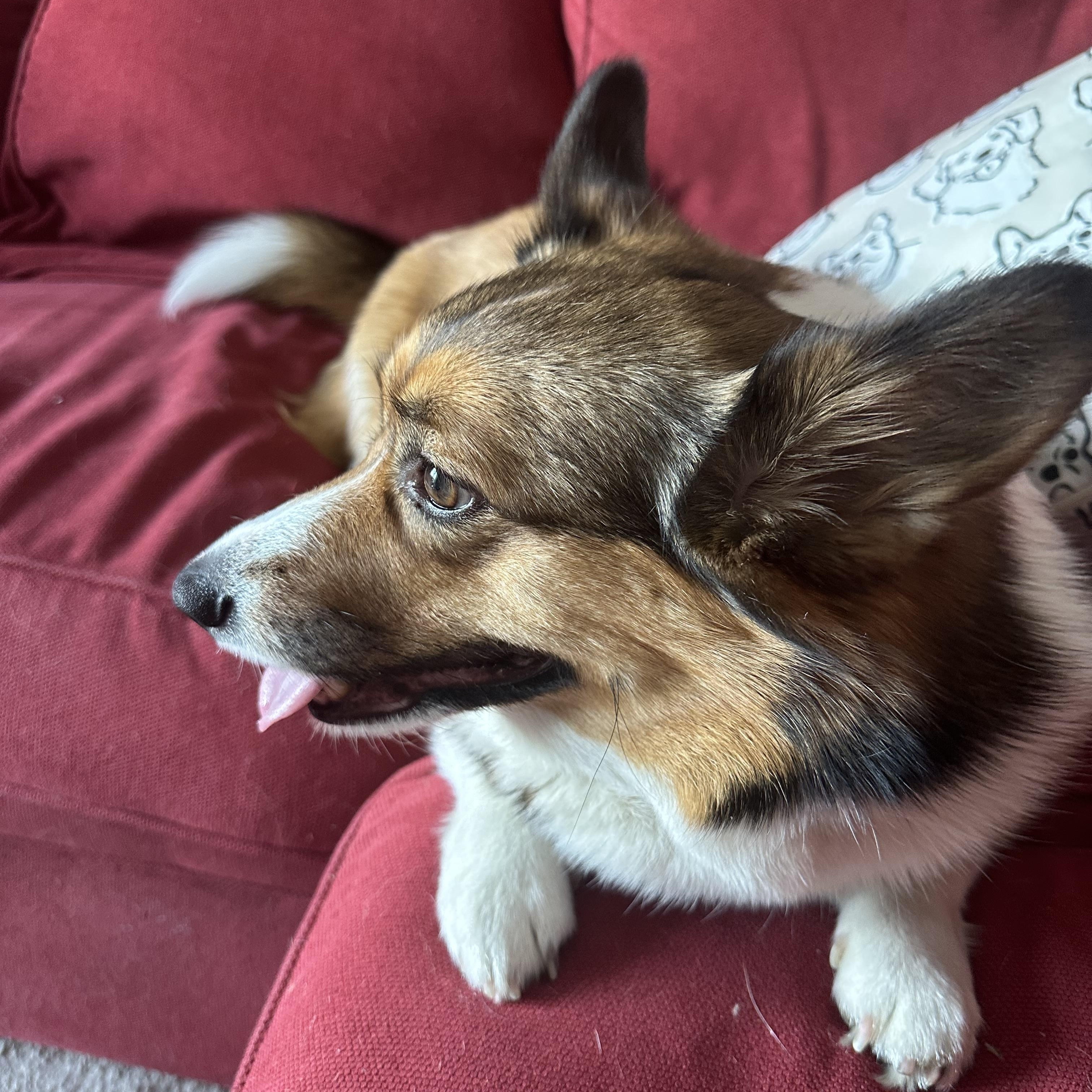 Enlarge Paige, a ADOPTABLE mixed breed in Silver Spring, MD image 6/6