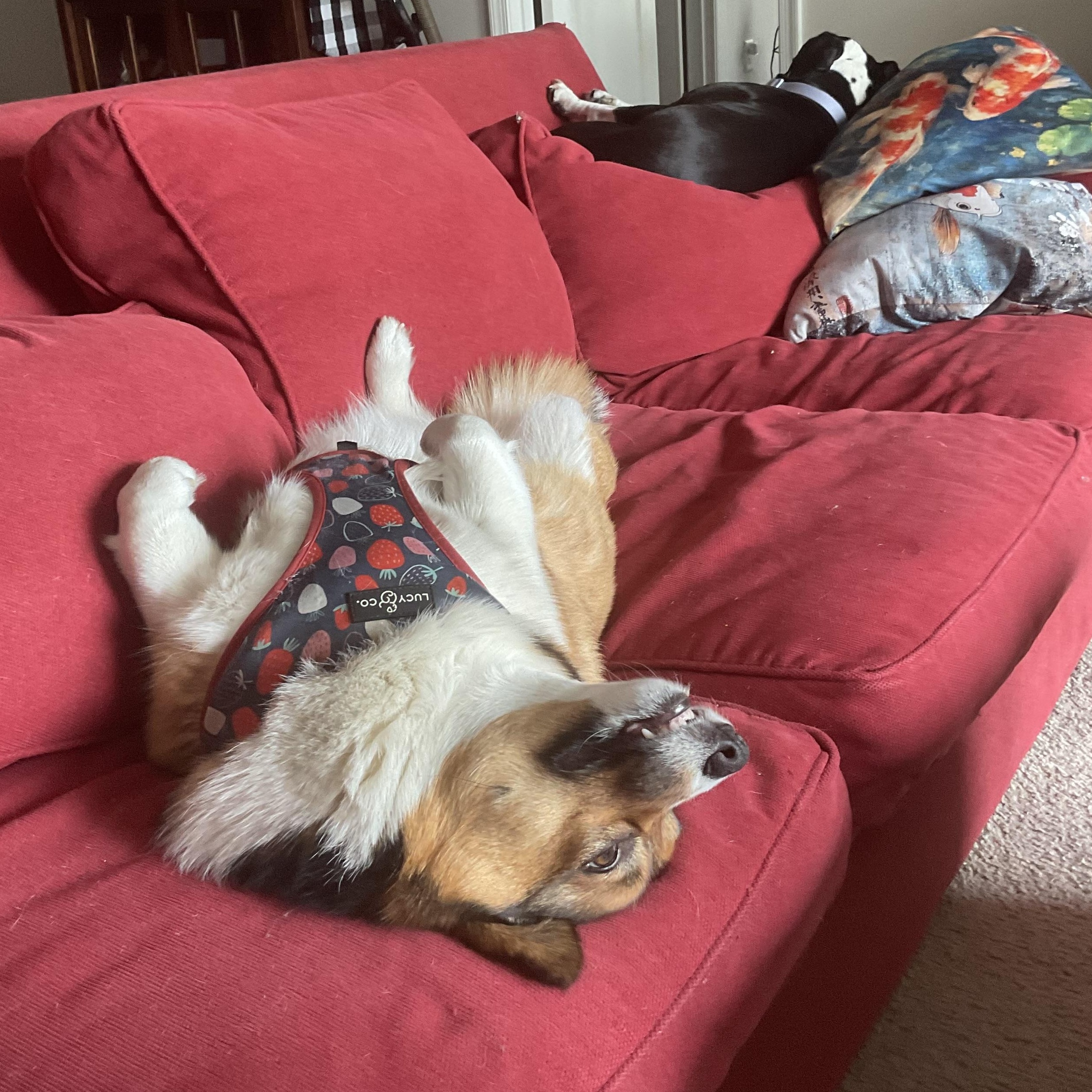 Enlarge Paige, a ADOPTABLE mixed breed in Silver Spring, MD image 2/6