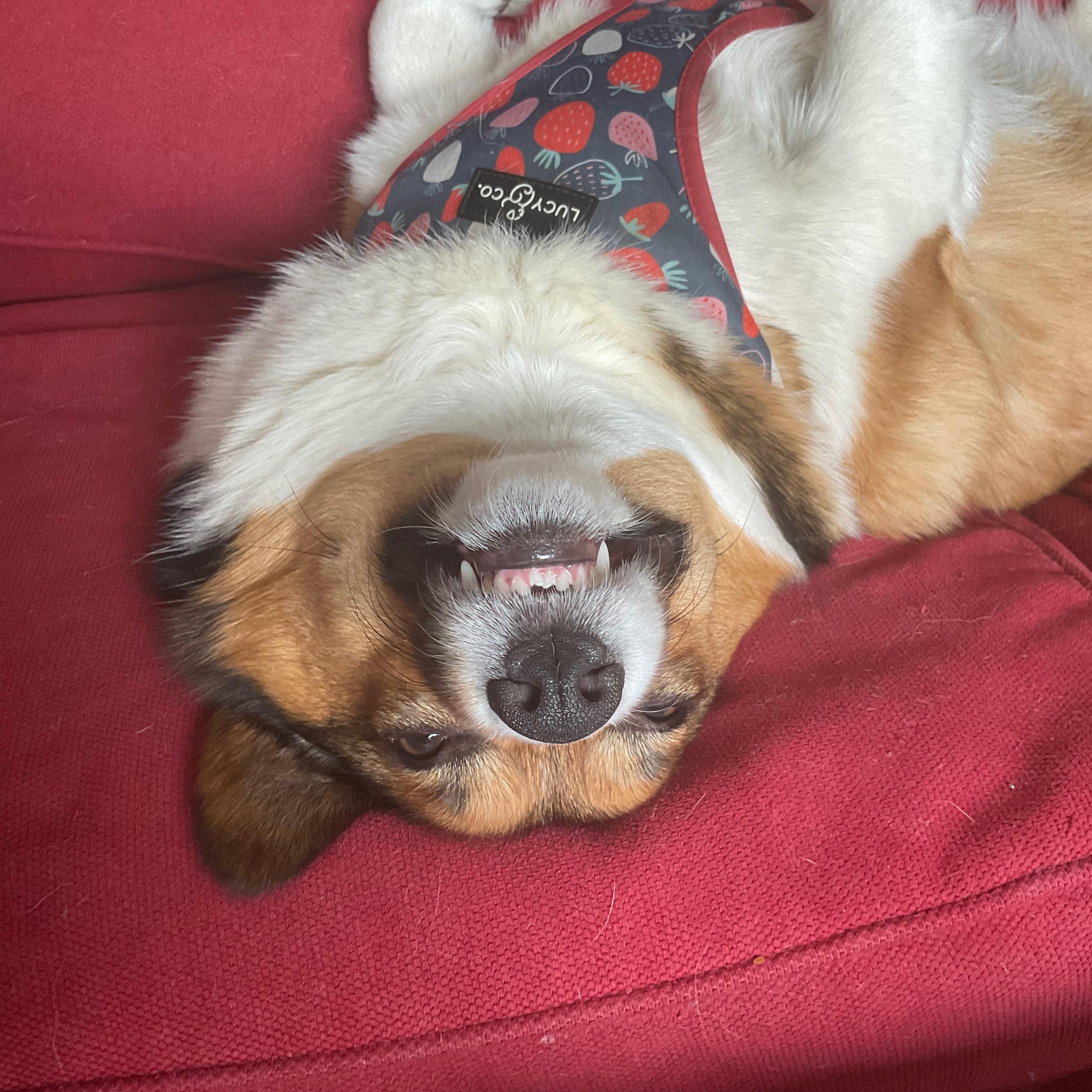 Enlarge Paige, a ADOPTABLE mixed breed in Silver Spring, MD image 3/6