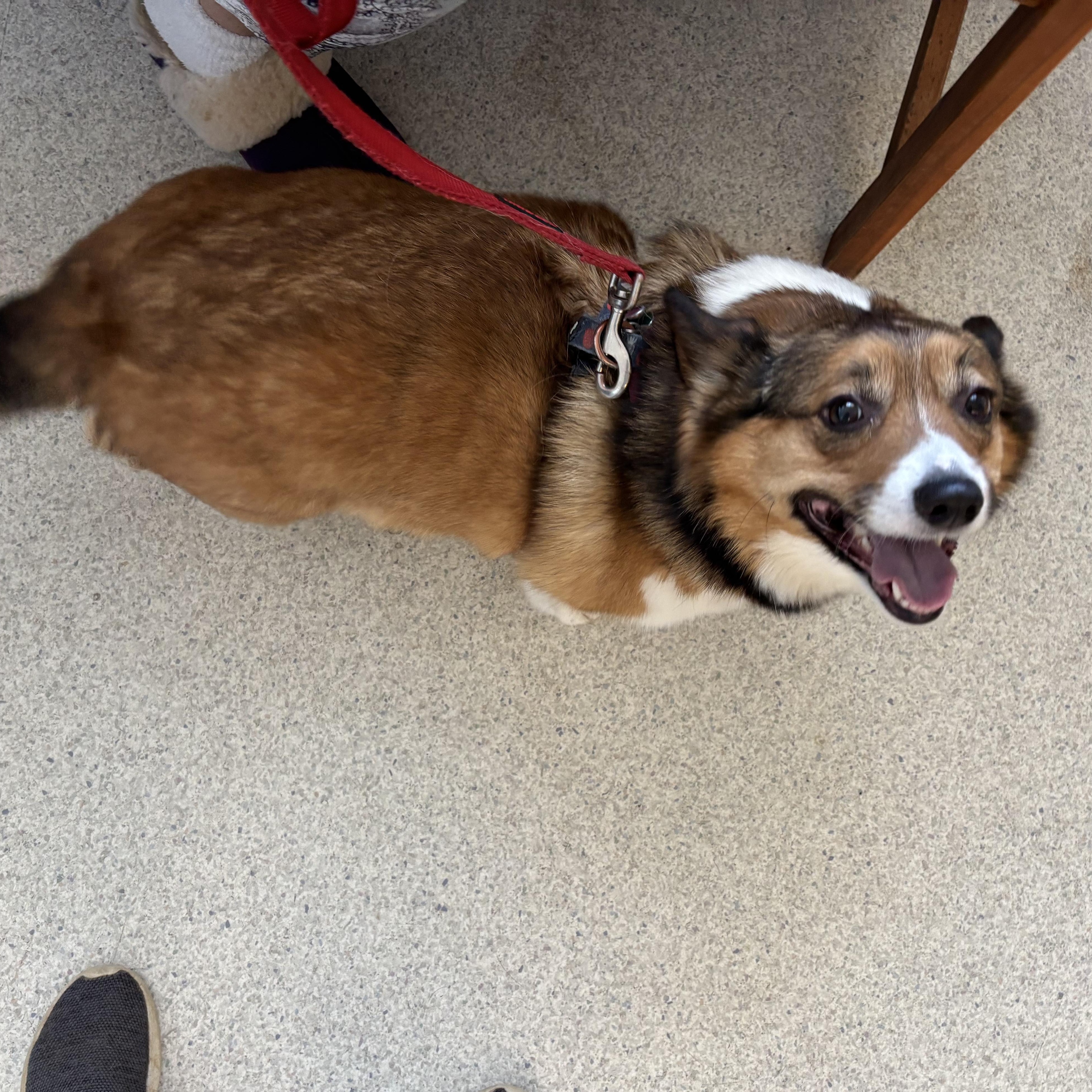 Enlarge Paige, a ADOPTABLE mixed breed in Silver Spring, MD image 5/6