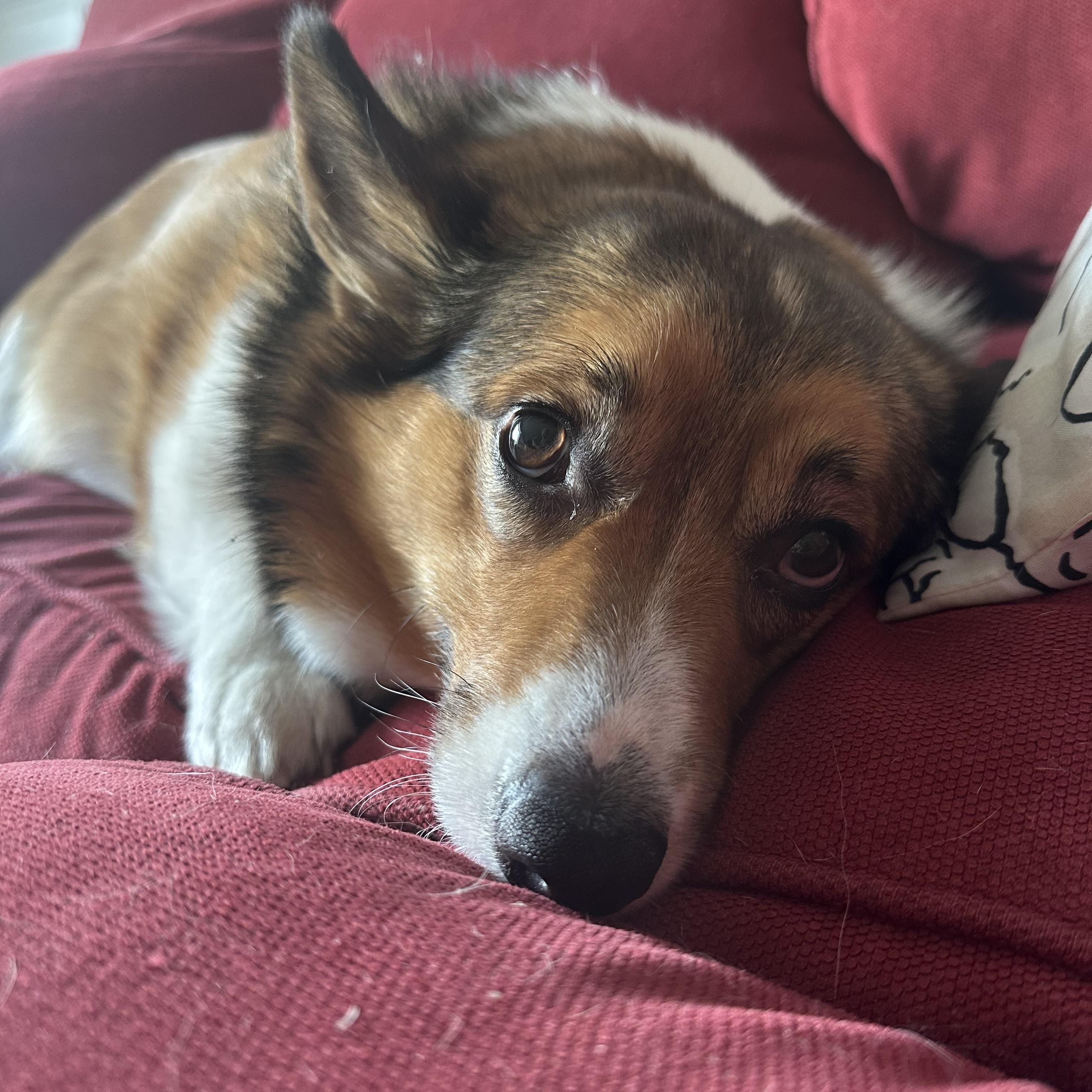 Enlarge Paige, a ADOPTABLE mixed breed in Silver Spring, MD image 4/6