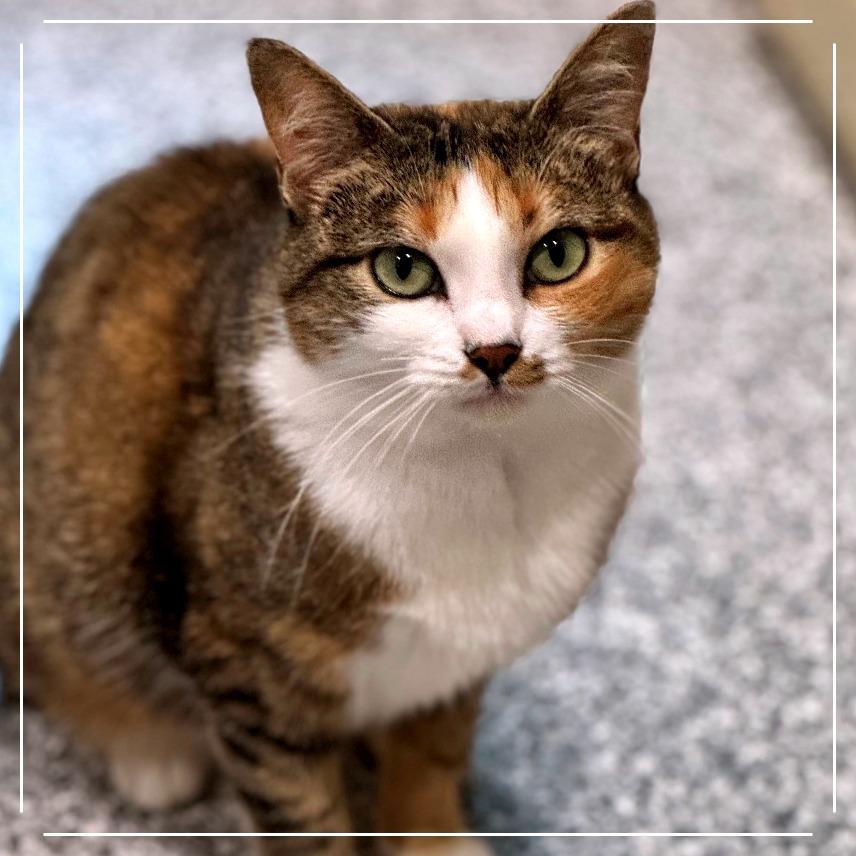 Rita Hayworth — thumbnail 2