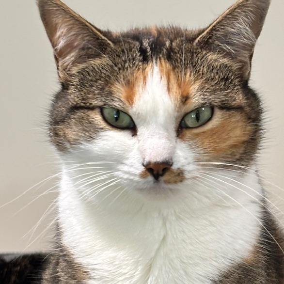 Rita Hayworth — thumbnail 4