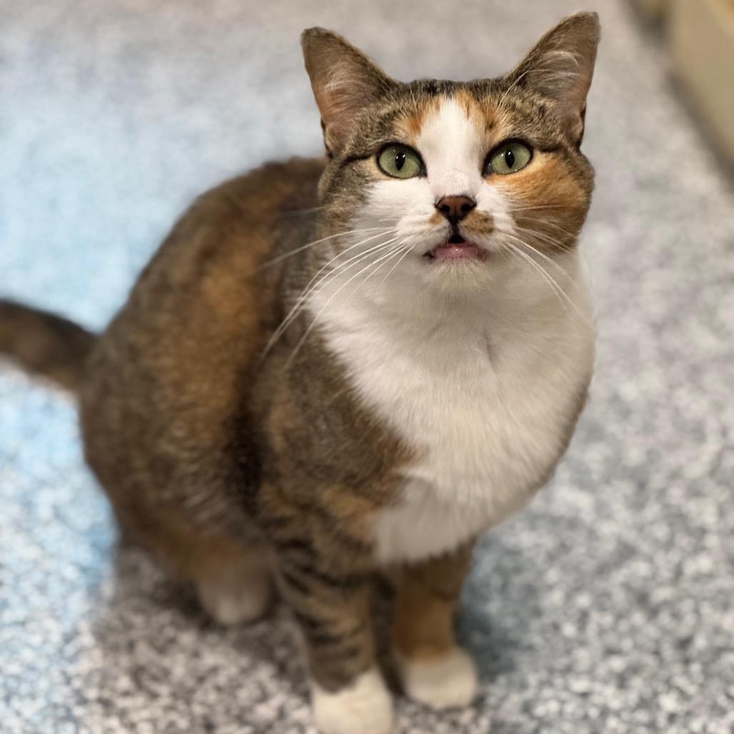 Rita Hayworth — thumbnail 5