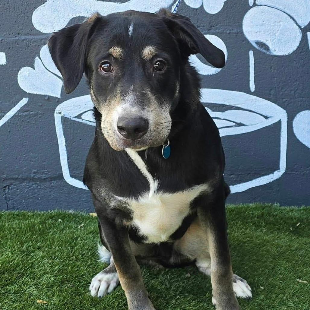 Enlarge FOSTER NEEDED - Chipper, a Adoptable mixed breed in Staten Island, NY image 1/1