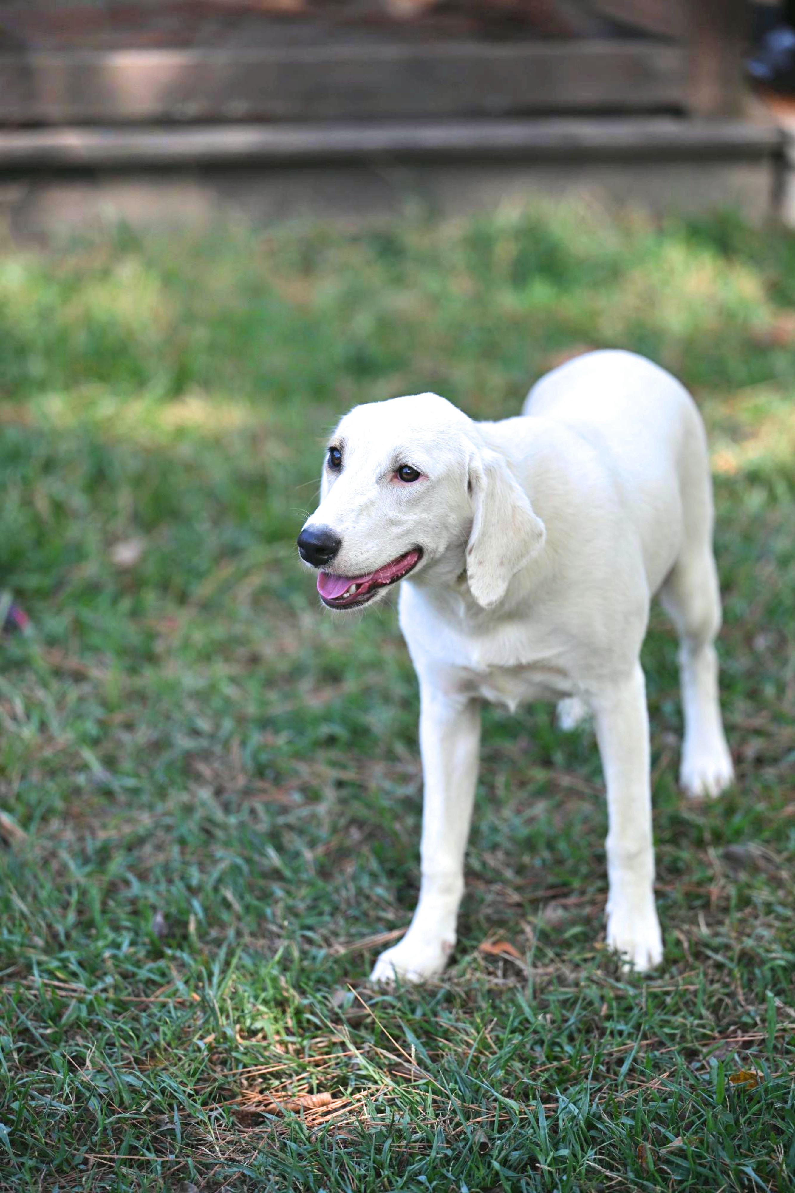 Enlarge Lily, a Adoptable mixed breed in Woodstock, VT image 2/4