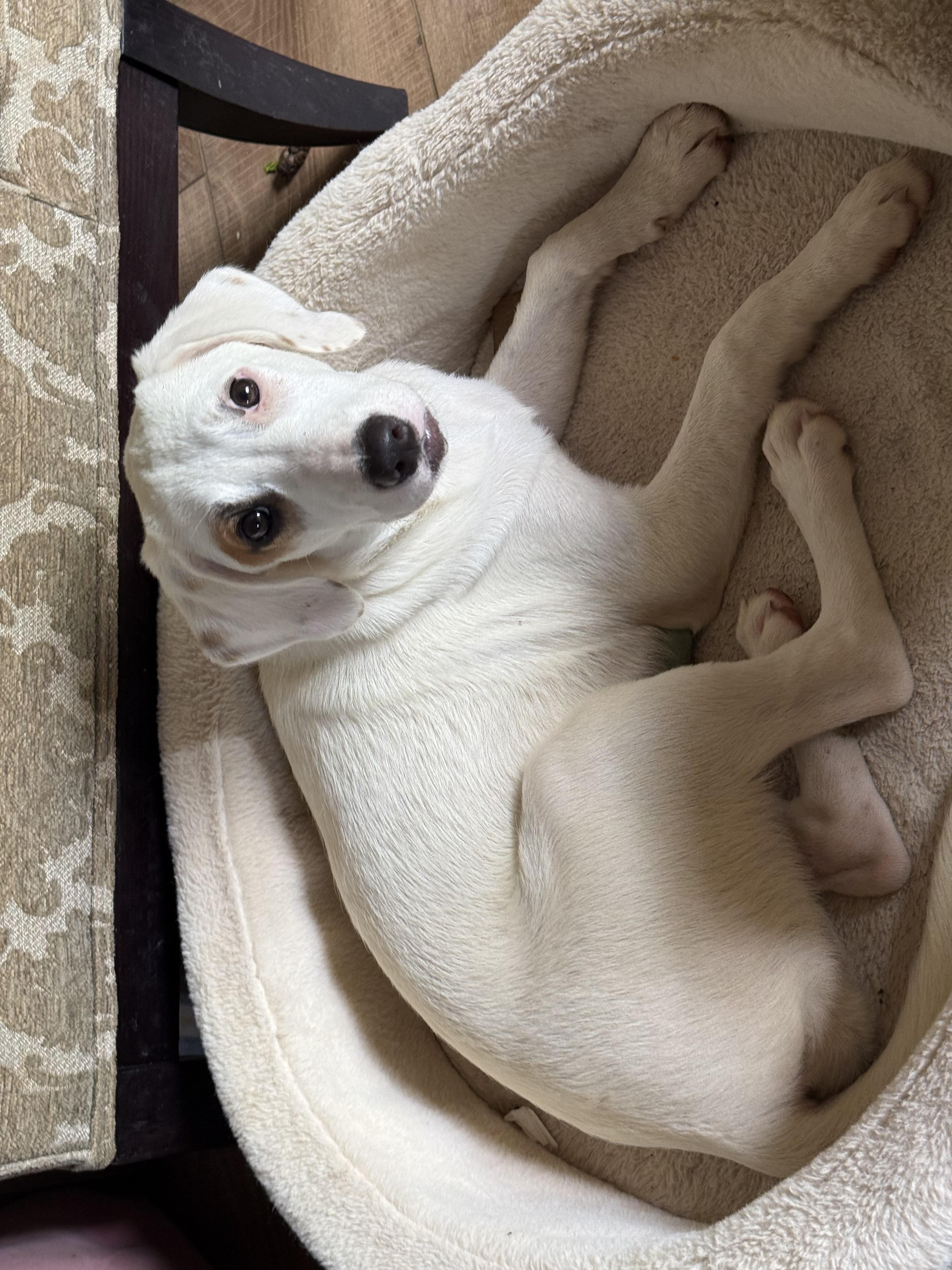 Enlarge Lily, a Adoptable mixed breed in Woodstock, VT image 4/4