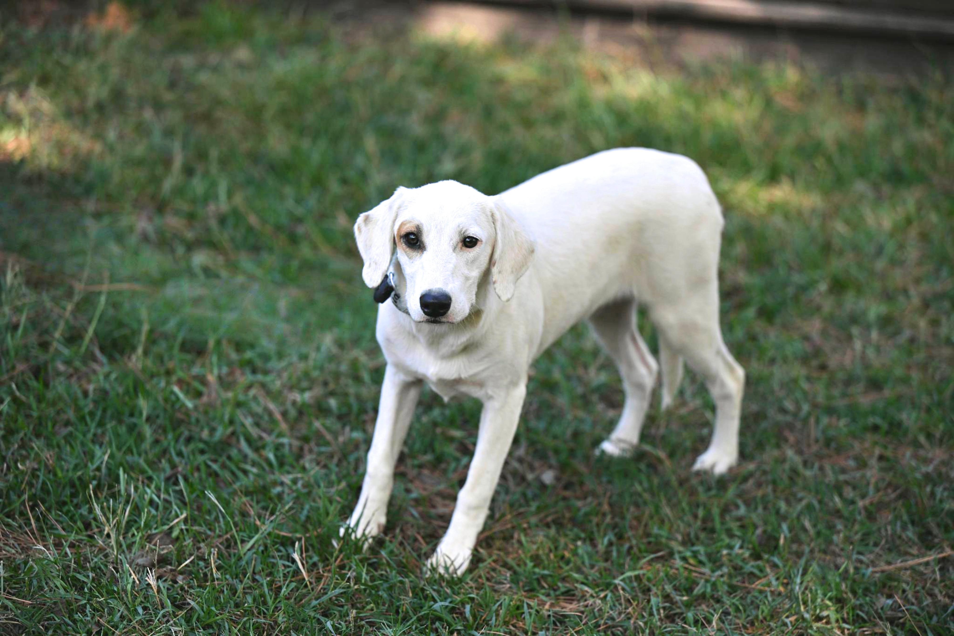 Lily, Adoptable, Puppy Female Corgi & Beagle.
