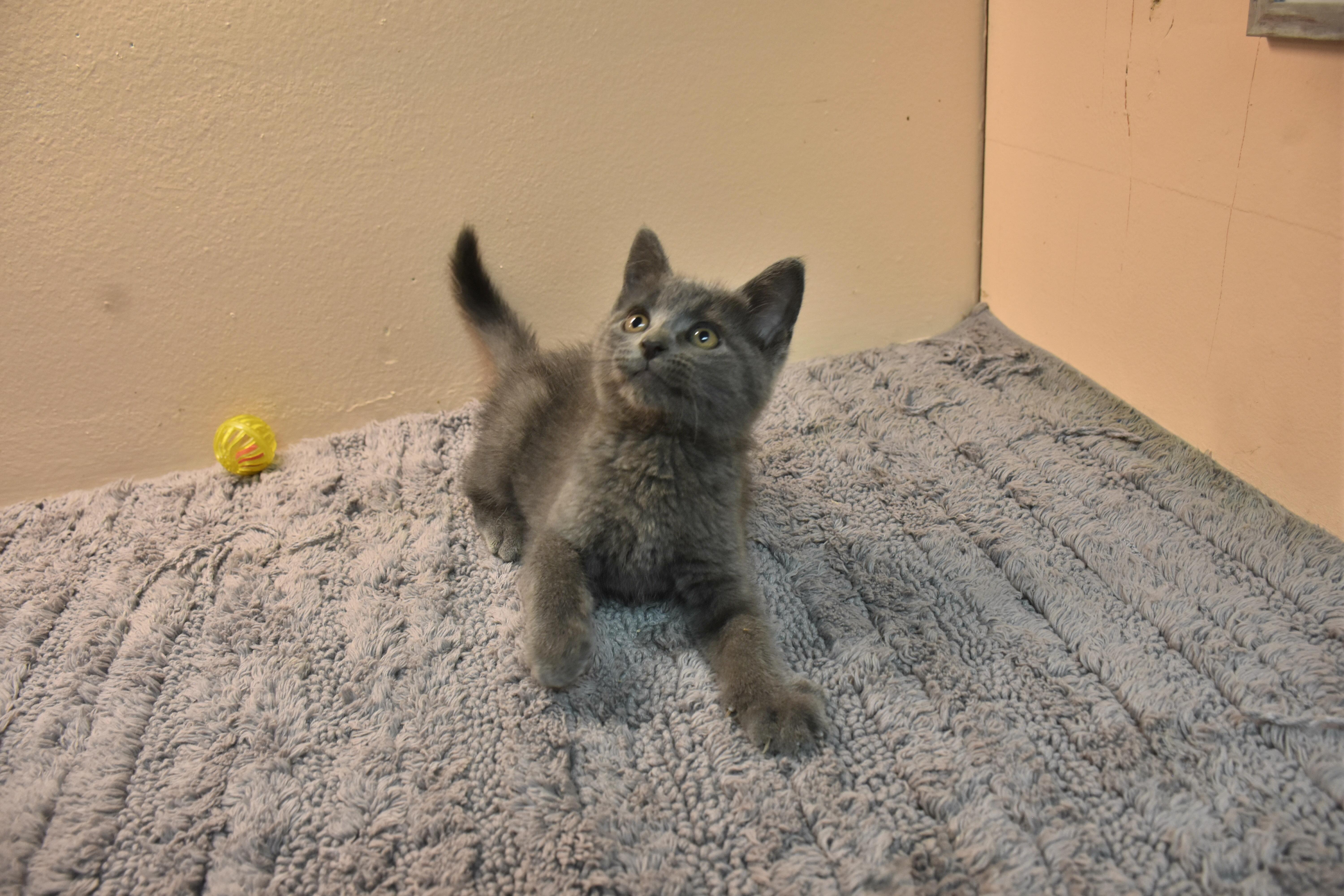 Enlarge Cosmo, a Adoptable Domestic Short Hair in North Judson, IN image 1/1