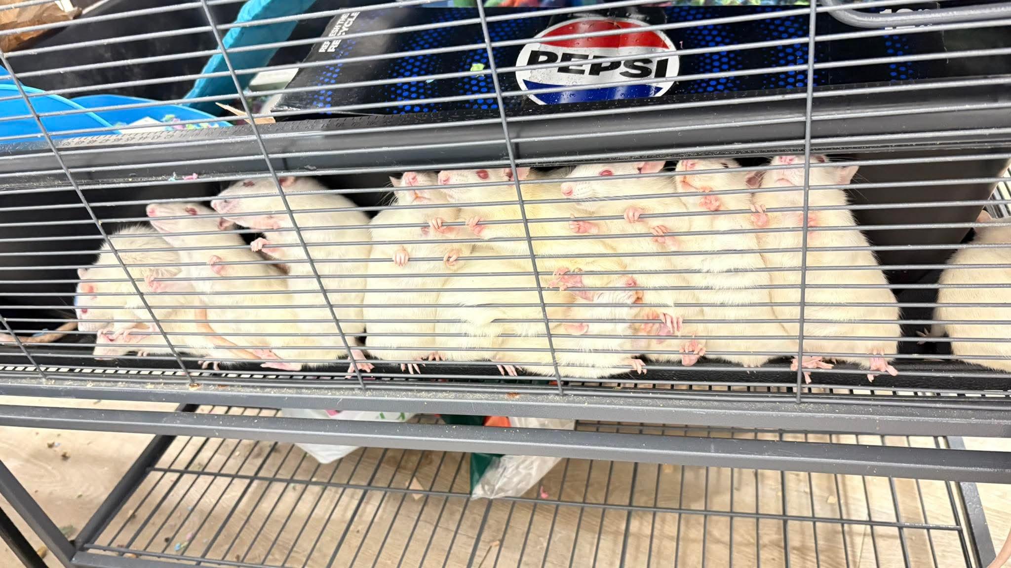 Enlarge Female White Fancy Rats, a ADOPTABLE Rat in Lehighton, PA image 3/5