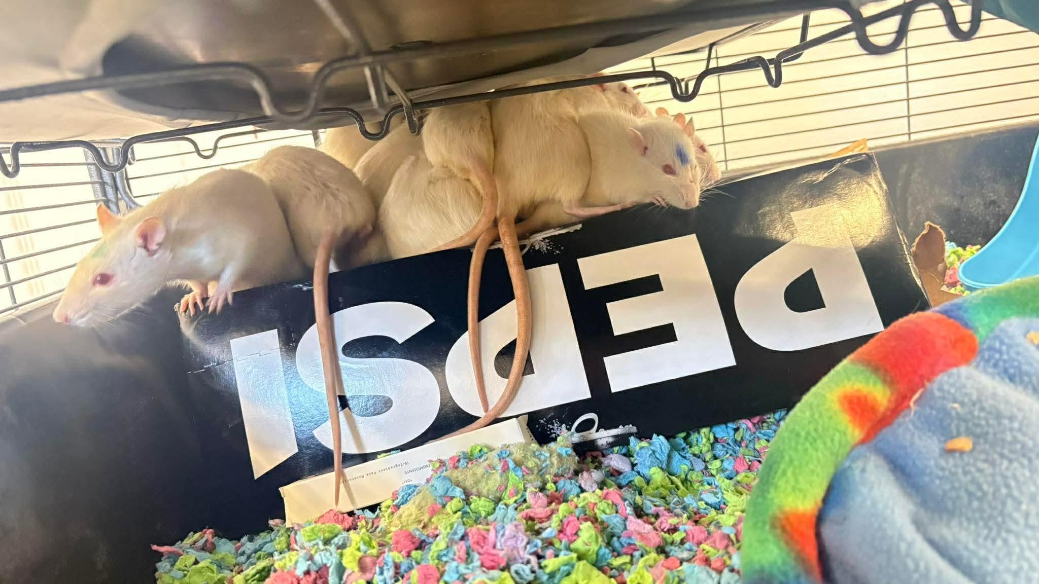 Enlarge Female White Fancy Rats, a ADOPTABLE Rat in Lehighton, PA image 5/5