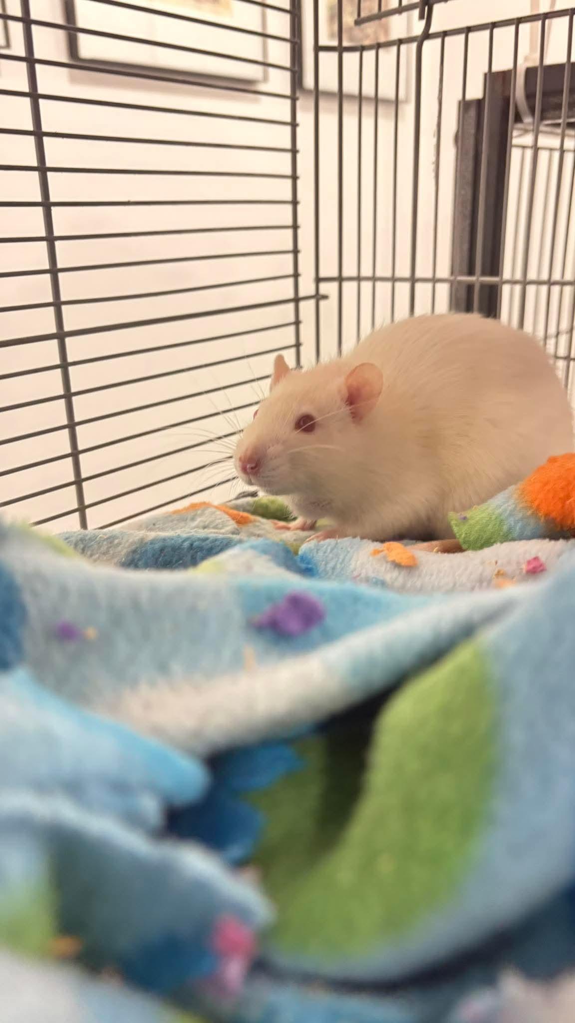 Enlarge Female White Fancy Rats, a ADOPTABLE Rat in Lehighton, PA image 4/5