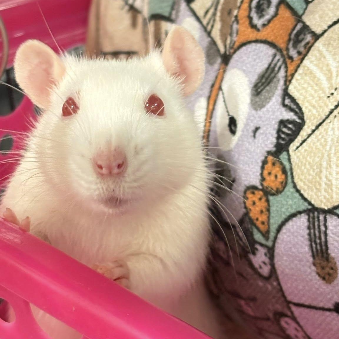 Female White Fancy Rats, ADOPTABLE, Adult Female Rat.