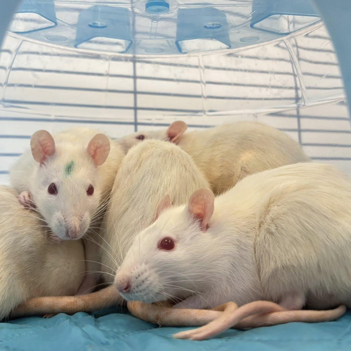 Enlarge Female White Fancy Rats, a ADOPTABLE Rat in Lehighton, PA image 2/5