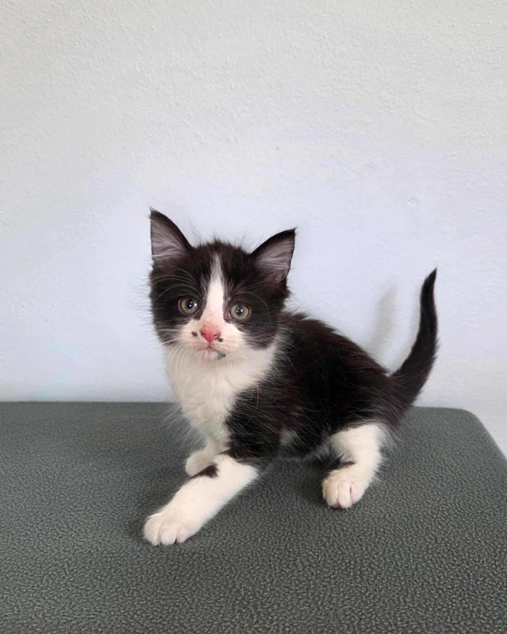 Sprinkles, ADOPTABLE, Kitten Female Tuxedo & Domestic Medium Hair.