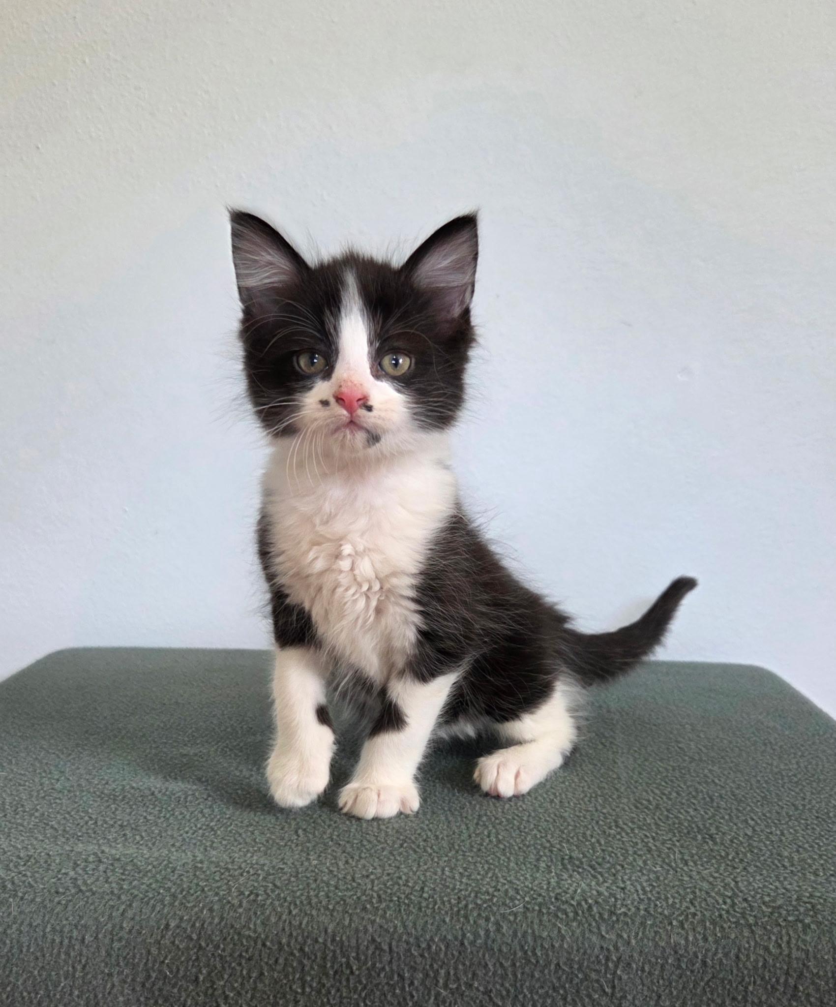 Sprinkles, a ADOPTABLE mixed breed in High Ridge, MO image 2/2
