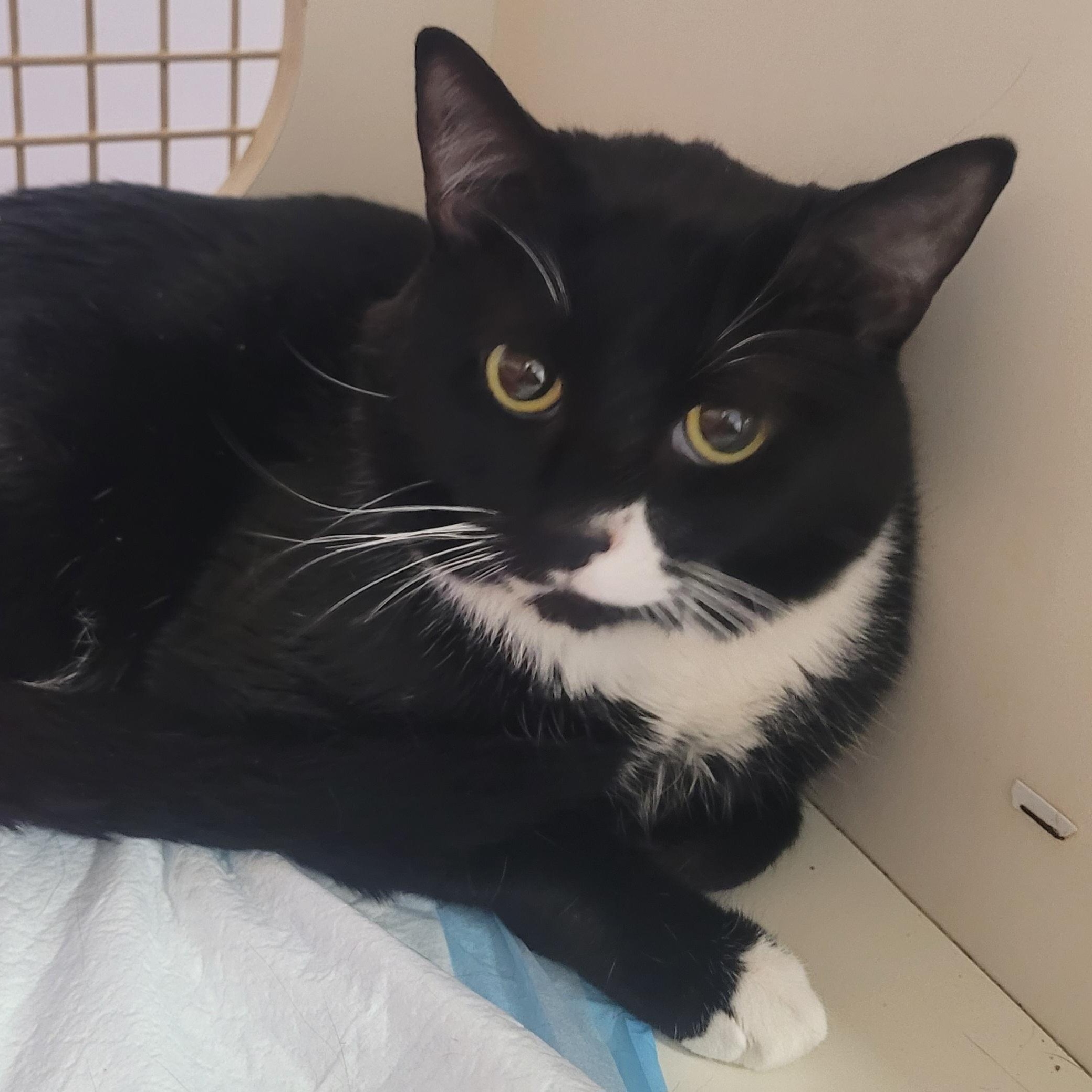 Enlarge Opet! Sweet Tuxedo Boy!, an adopted Domestic Short Hair in Meriden, CT image 3/6