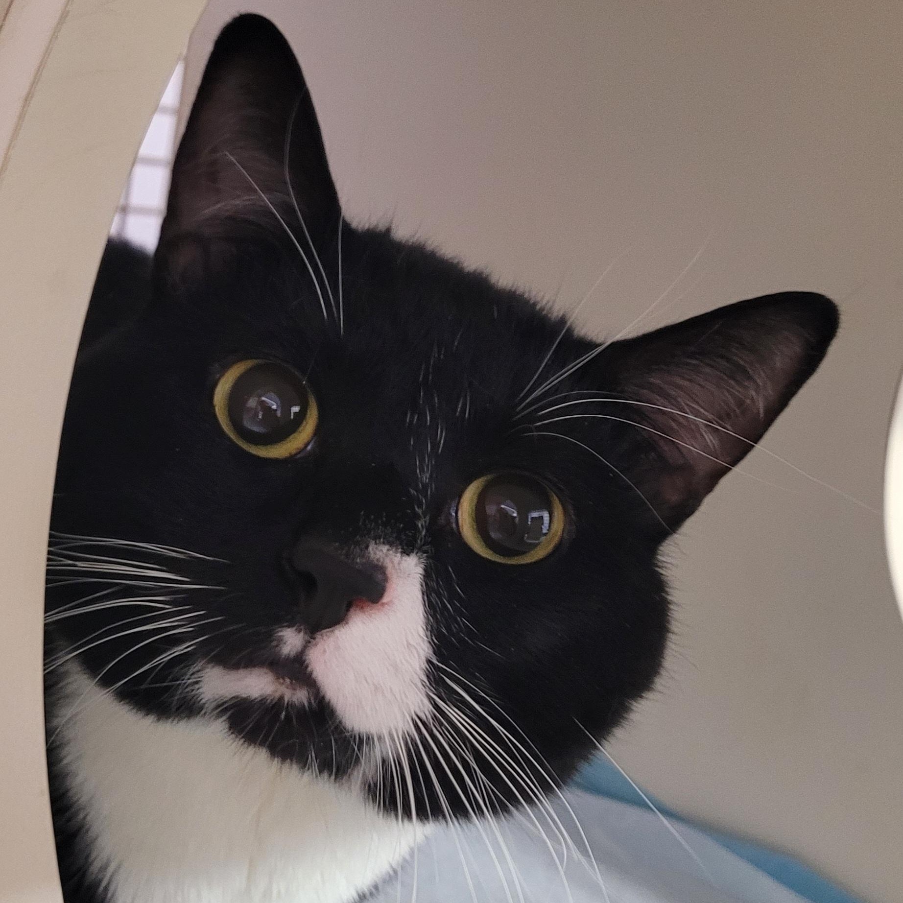 Enlarge Opet! Sweet Tuxedo Boy!, an adopted Domestic Short Hair in Meriden, CT image 6/6