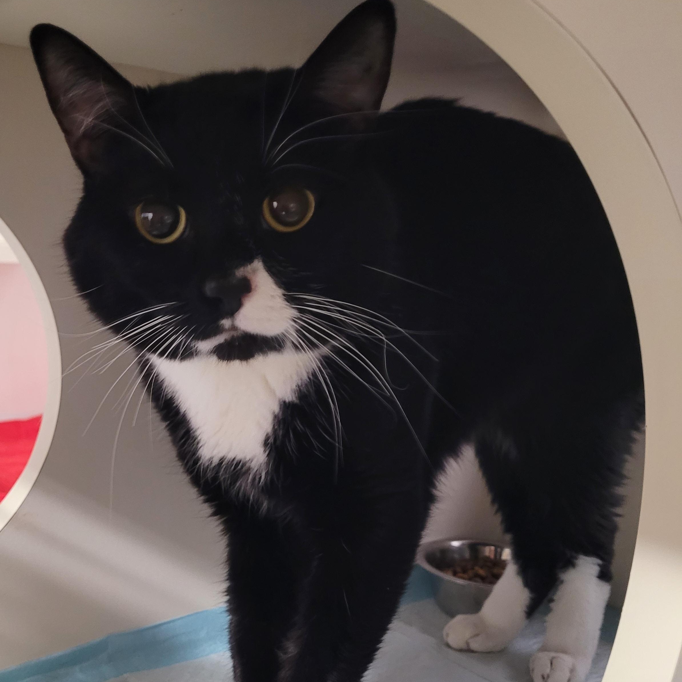 Enlarge Opet! Sweet Tuxedo Boy!, an adopted Domestic Short Hair in Meriden, CT image 5/6