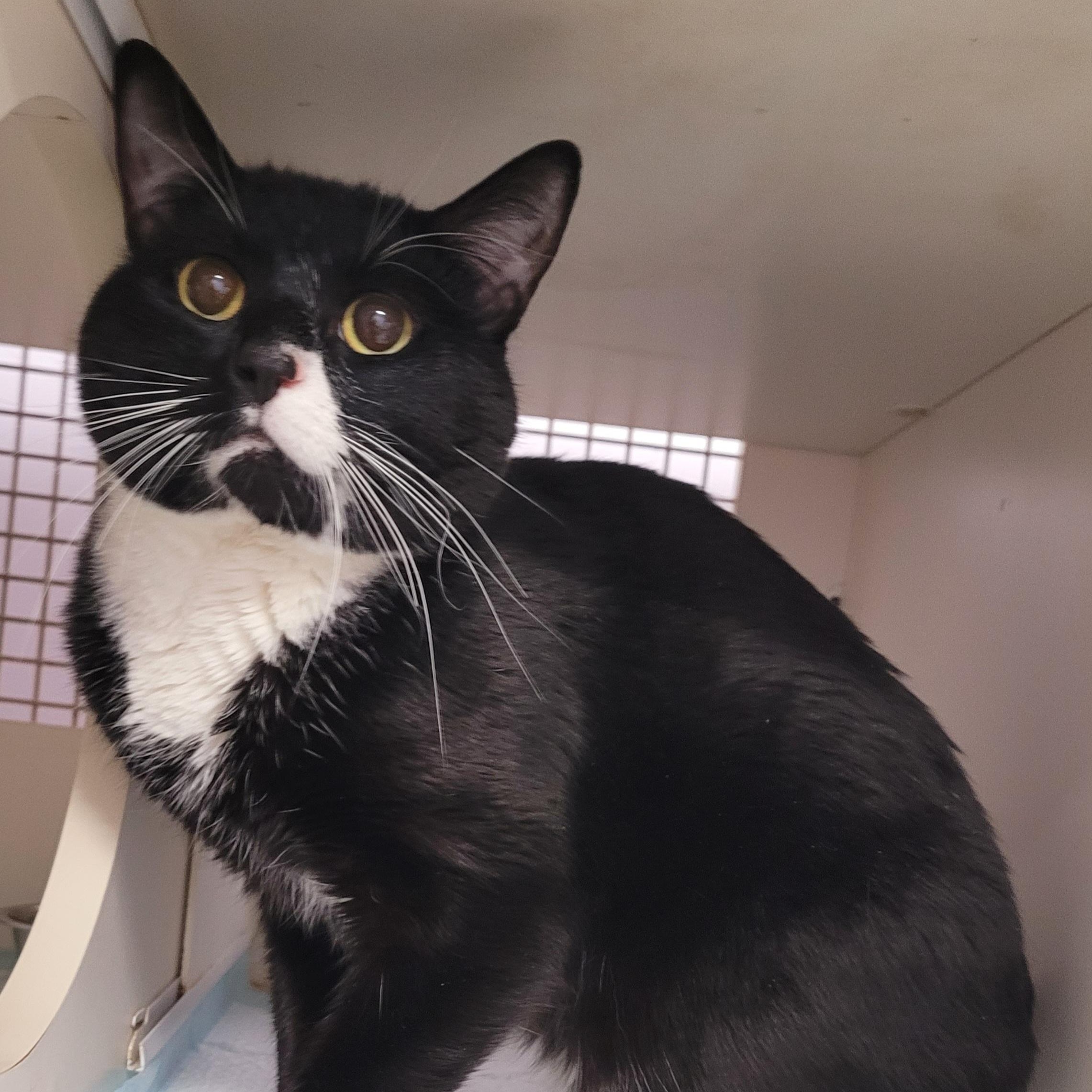 Enlarge Opet! Sweet Tuxedo Boy!, an adopted Domestic Short Hair in Meriden, CT image 4/6