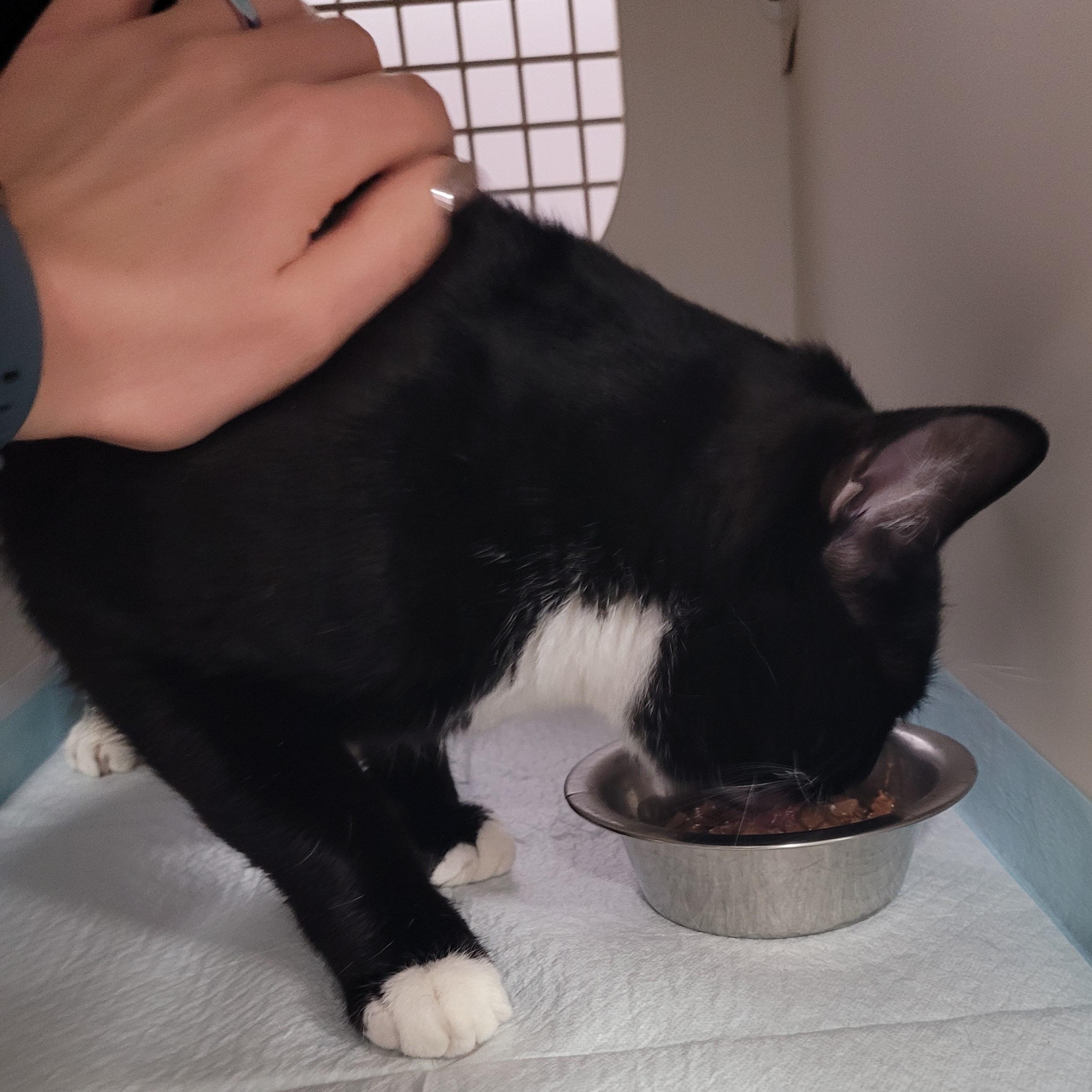 Enlarge Opet! Sweet Tuxedo Boy!, an adopted Domestic Short Hair in Meriden, CT image 2/6