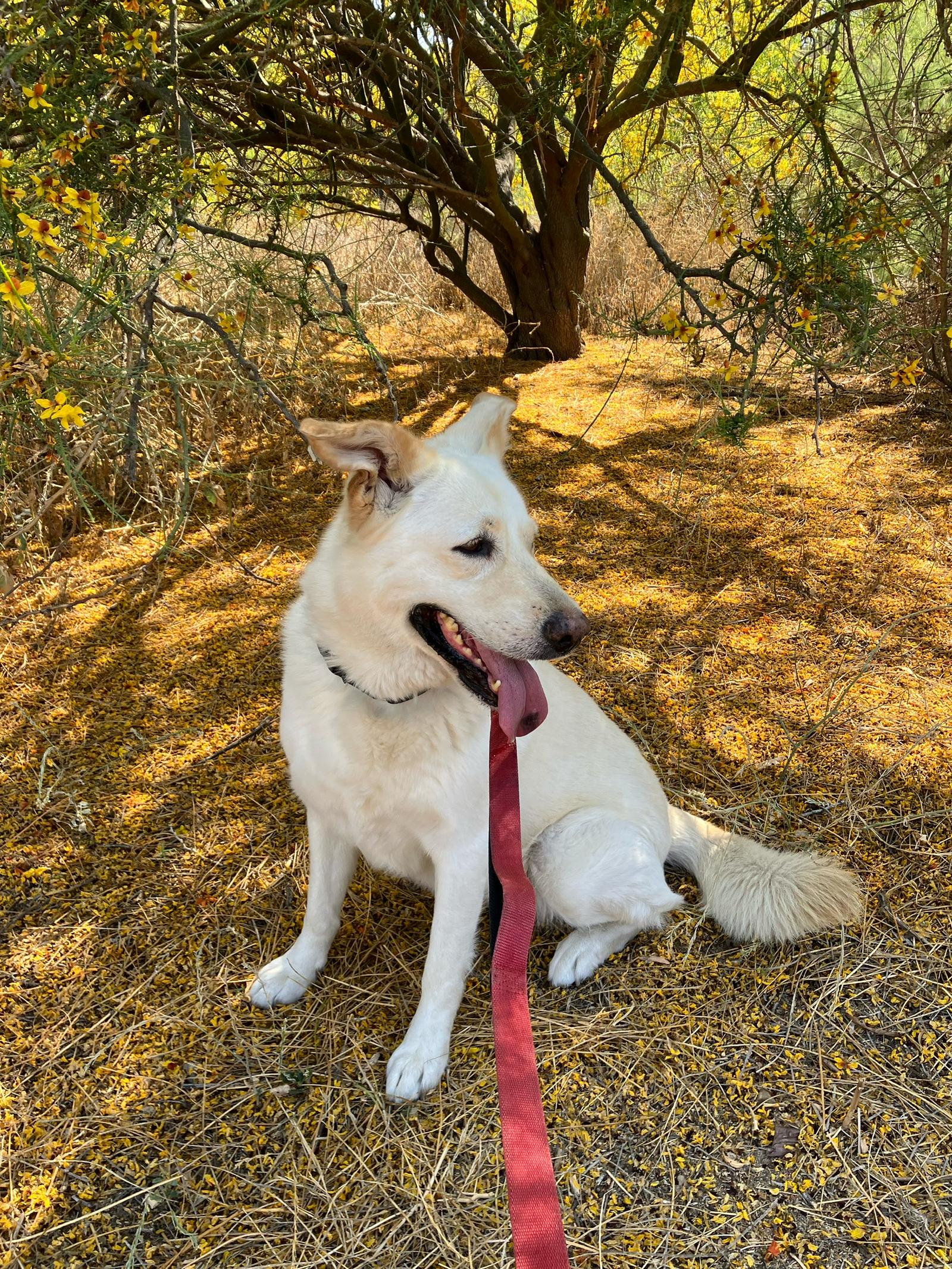 Twinkle, Adoptable, Young Female Labrador Retriever & Shepherd.