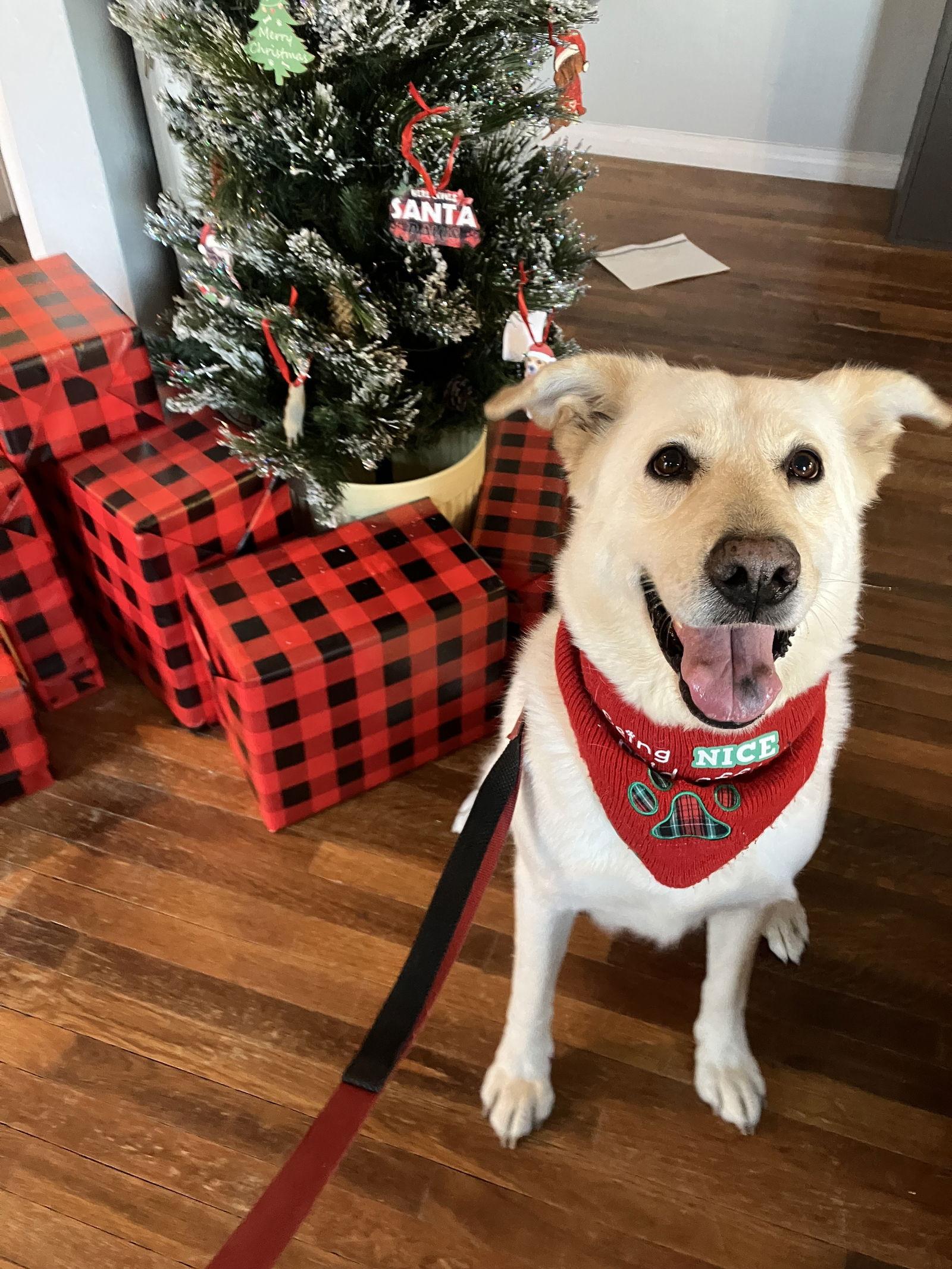 Twinkle, a Adoptable mixed breed in San Diego, CA image 3/3