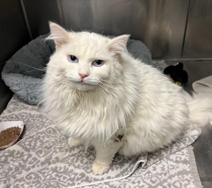 Hot Coco, Adoptable, Adult Female Domestic Medium Hair & Domestic Short Hair.