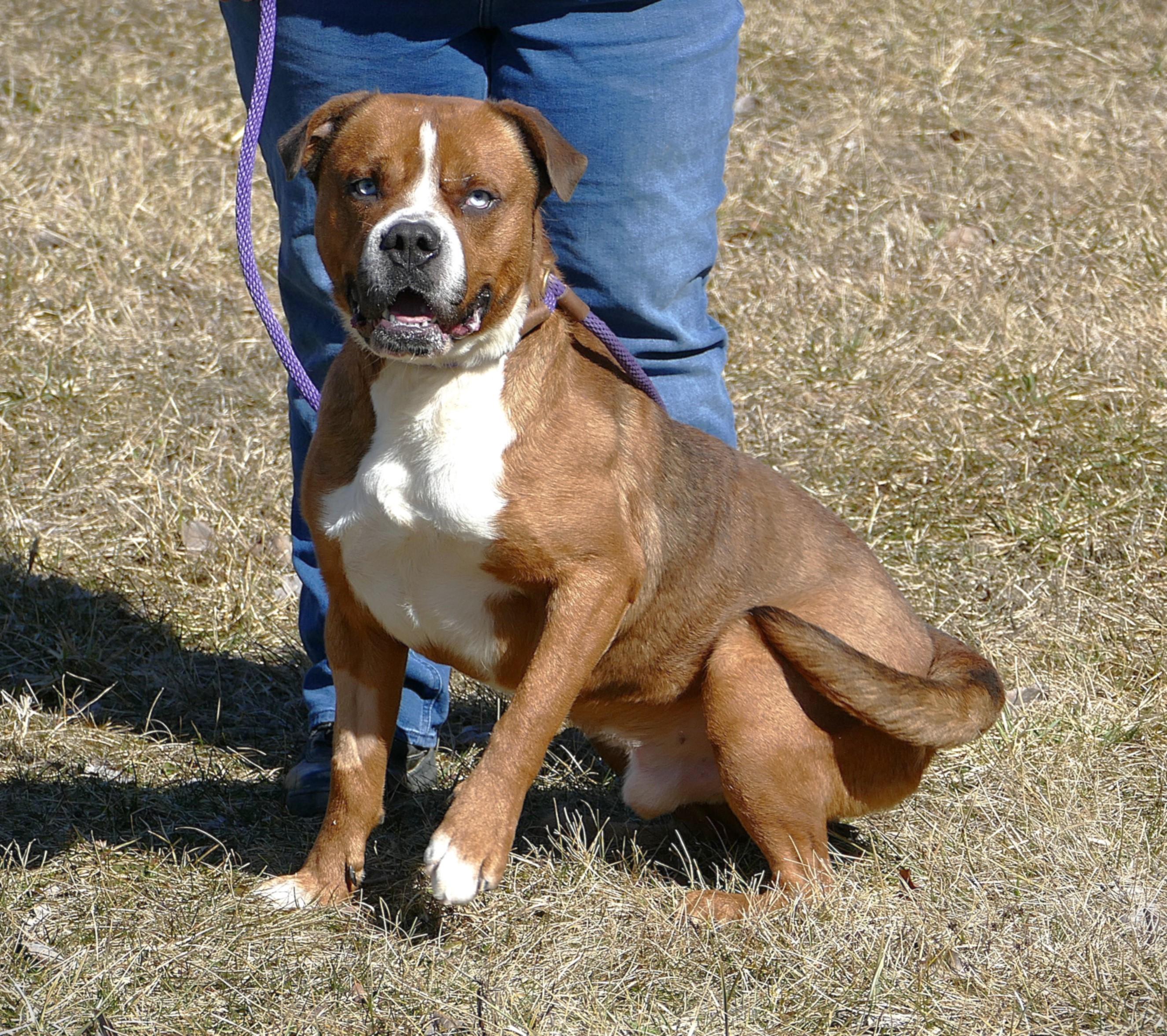 Enlarge ARGO, a Adoptable mixed breed in Beechbottom, WV image 3/5