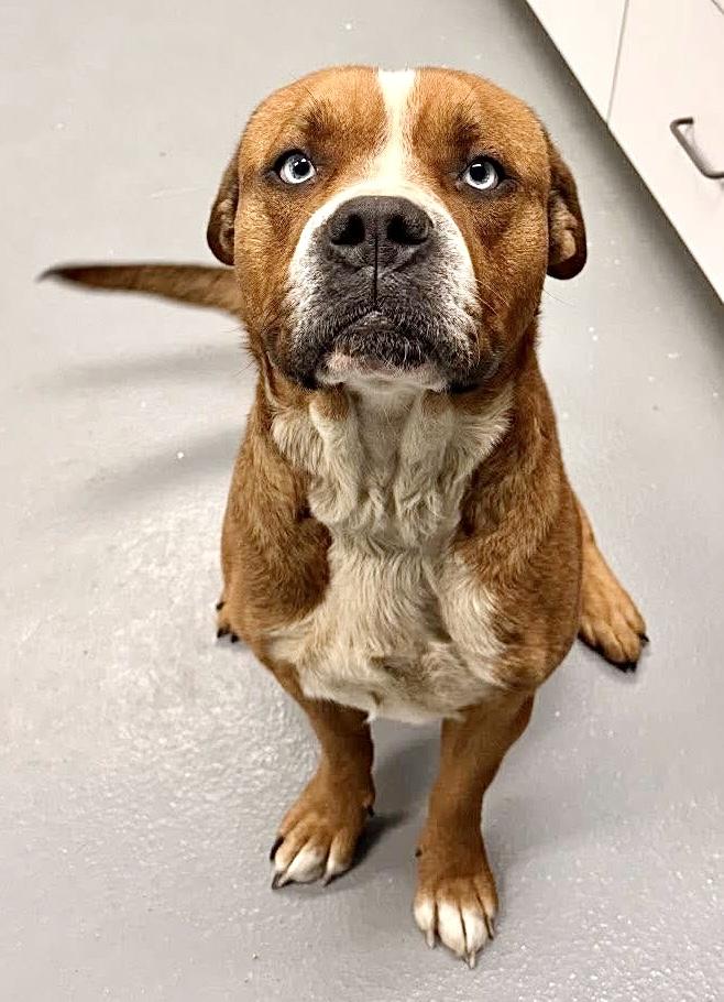 Enlarge ARLO, a Adoptable mixed breed in Beechbottom, WV image 2/3