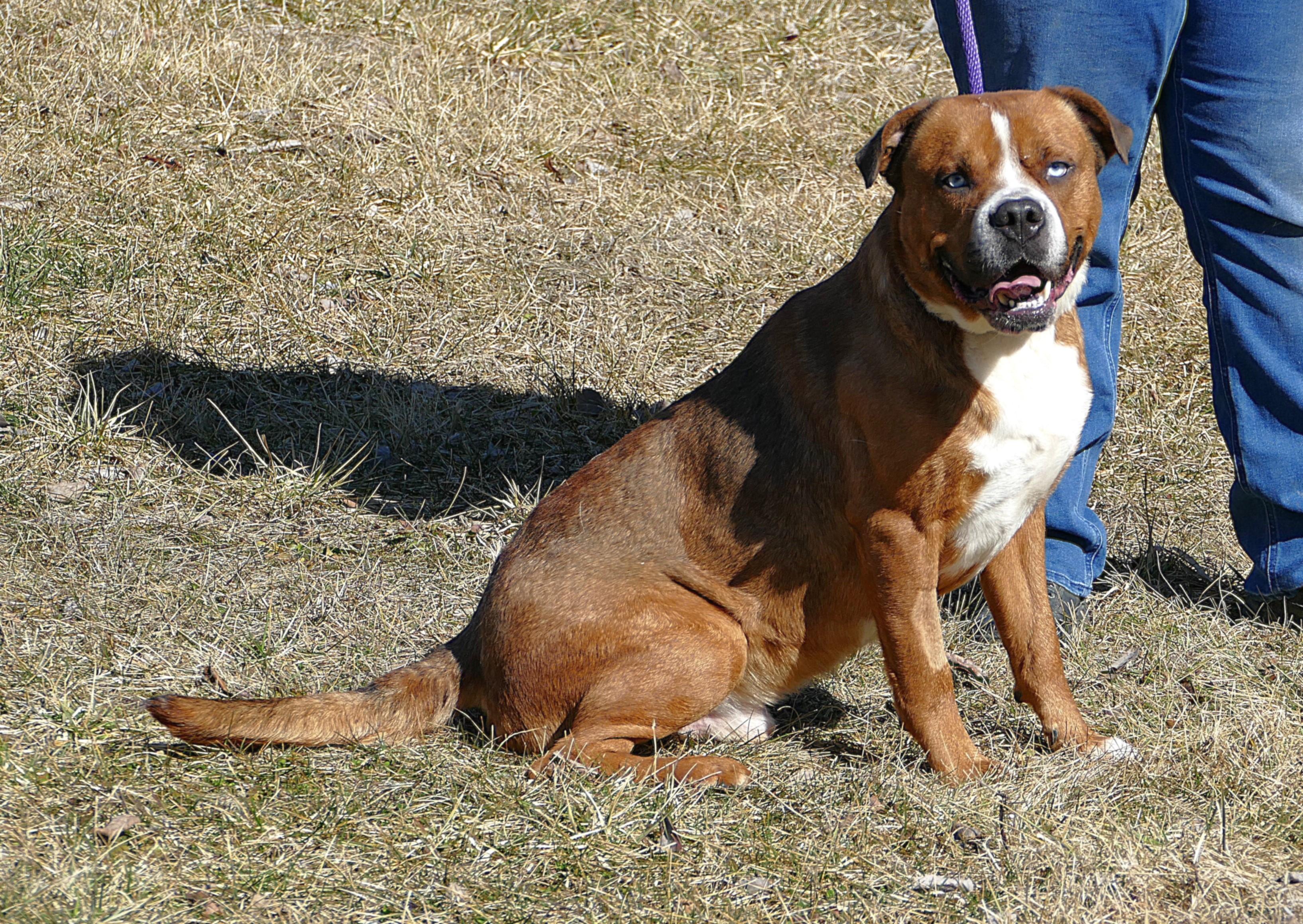 Enlarge ARGO, a Adoptable mixed breed in Beechbottom, WV image 4/5