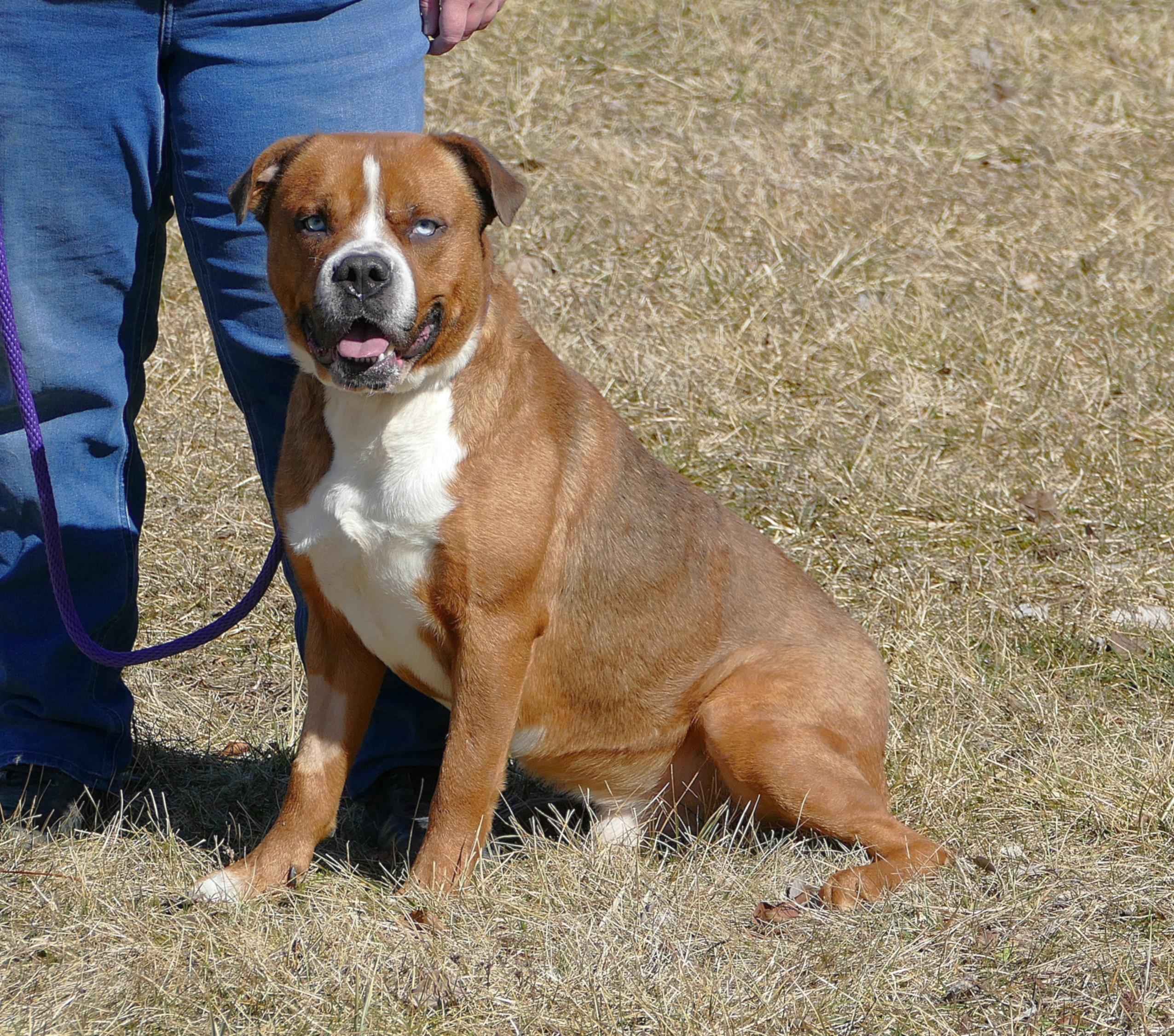 Enlarge ARGO, a Adoptable mixed breed in Beechbottom, WV image 2/5