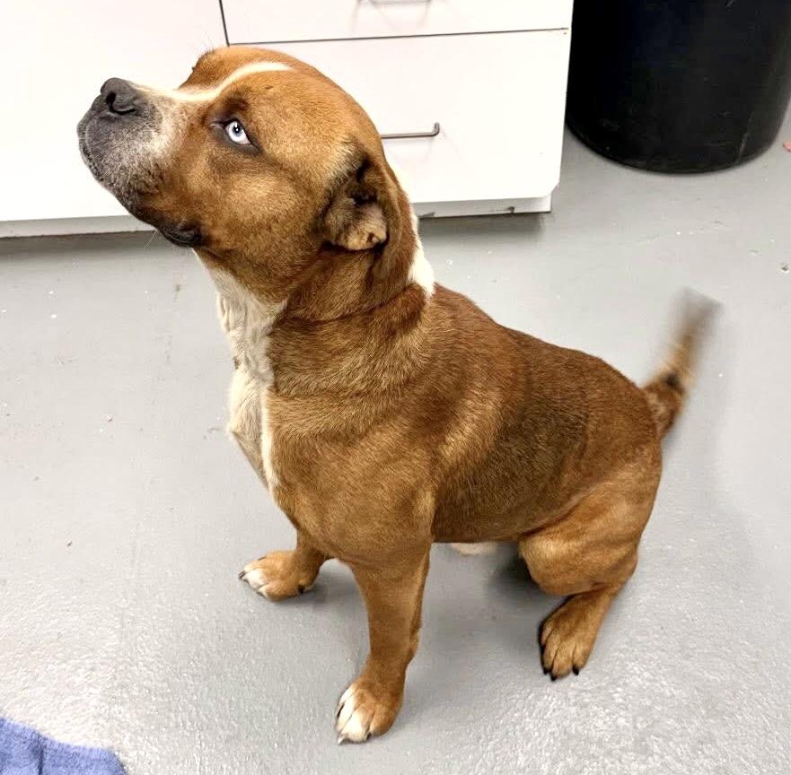 Enlarge ARLO, a Adoptable mixed breed in Beechbottom, WV image 3/3