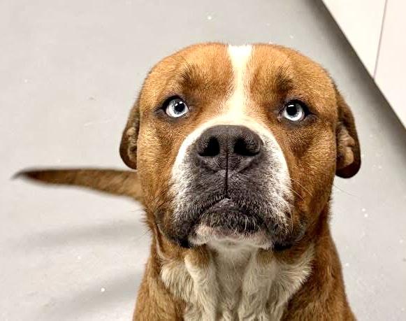 Enlarge ARGO, a Adoptable mixed breed in Beechbottom, WV image 5/5