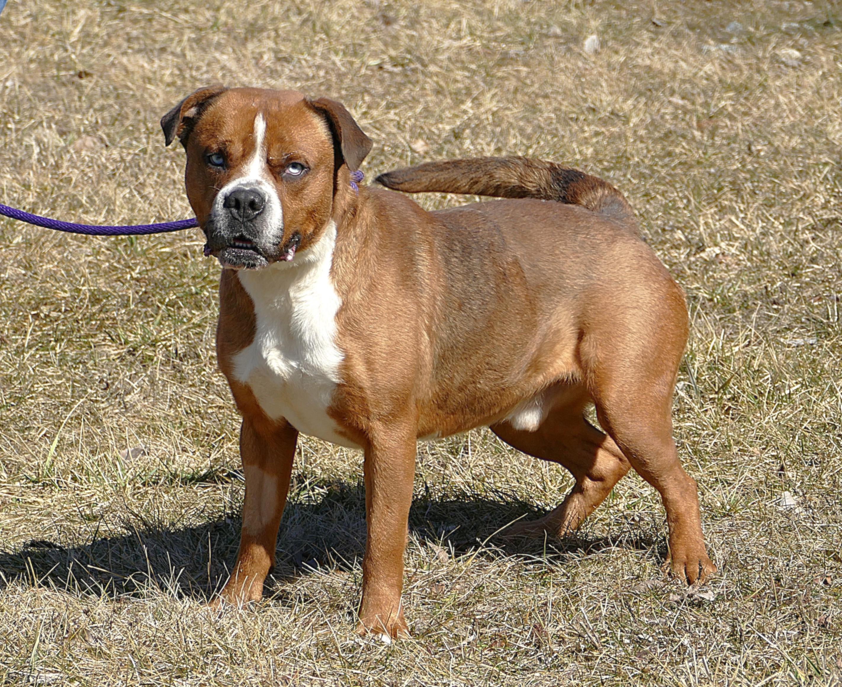 Enlarge ARGO, a Adoptable mixed breed in Beechbottom, WV image 1/5