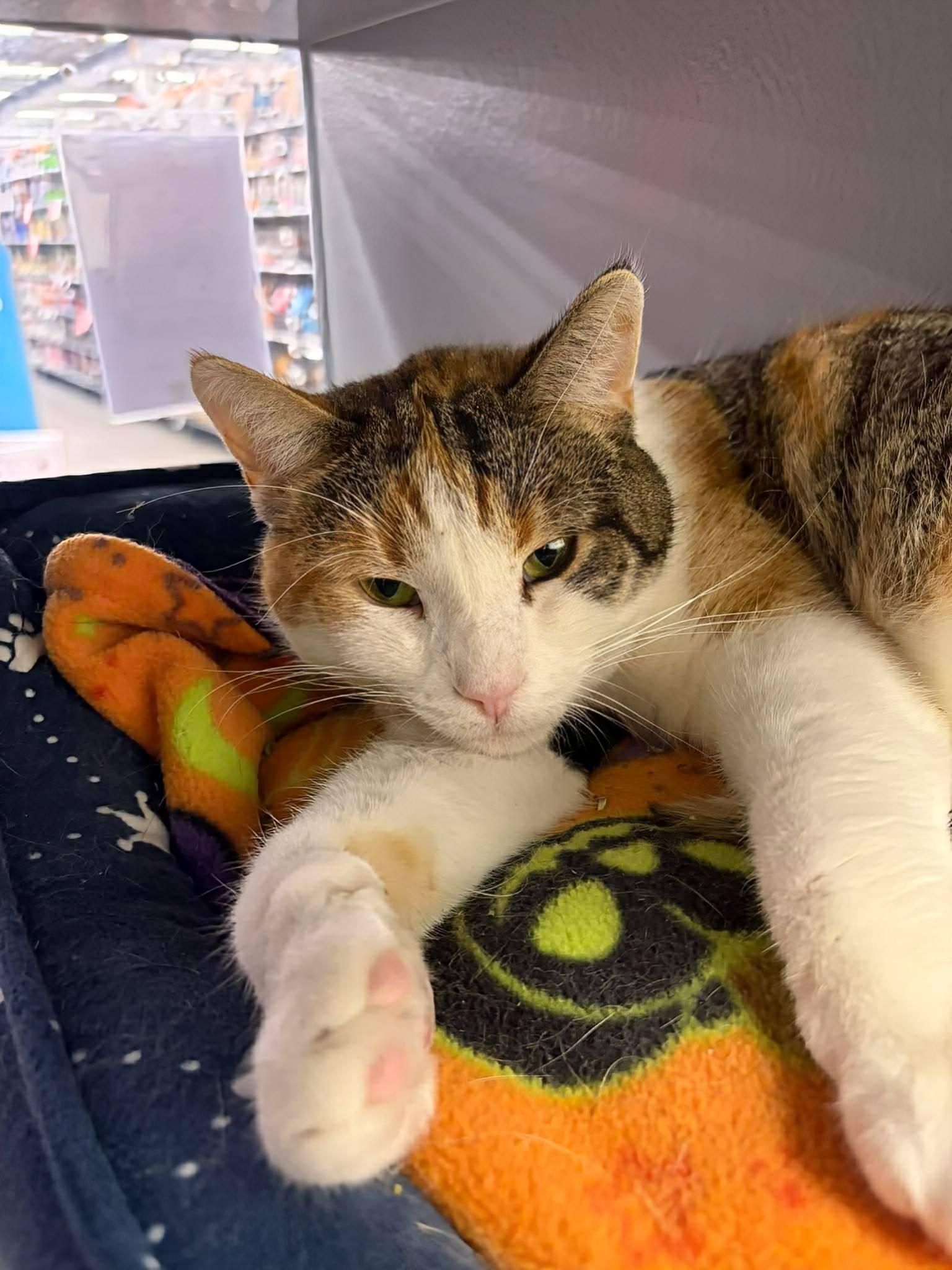 Destiny, Adoptable, Young Female Domestic Short Hair.