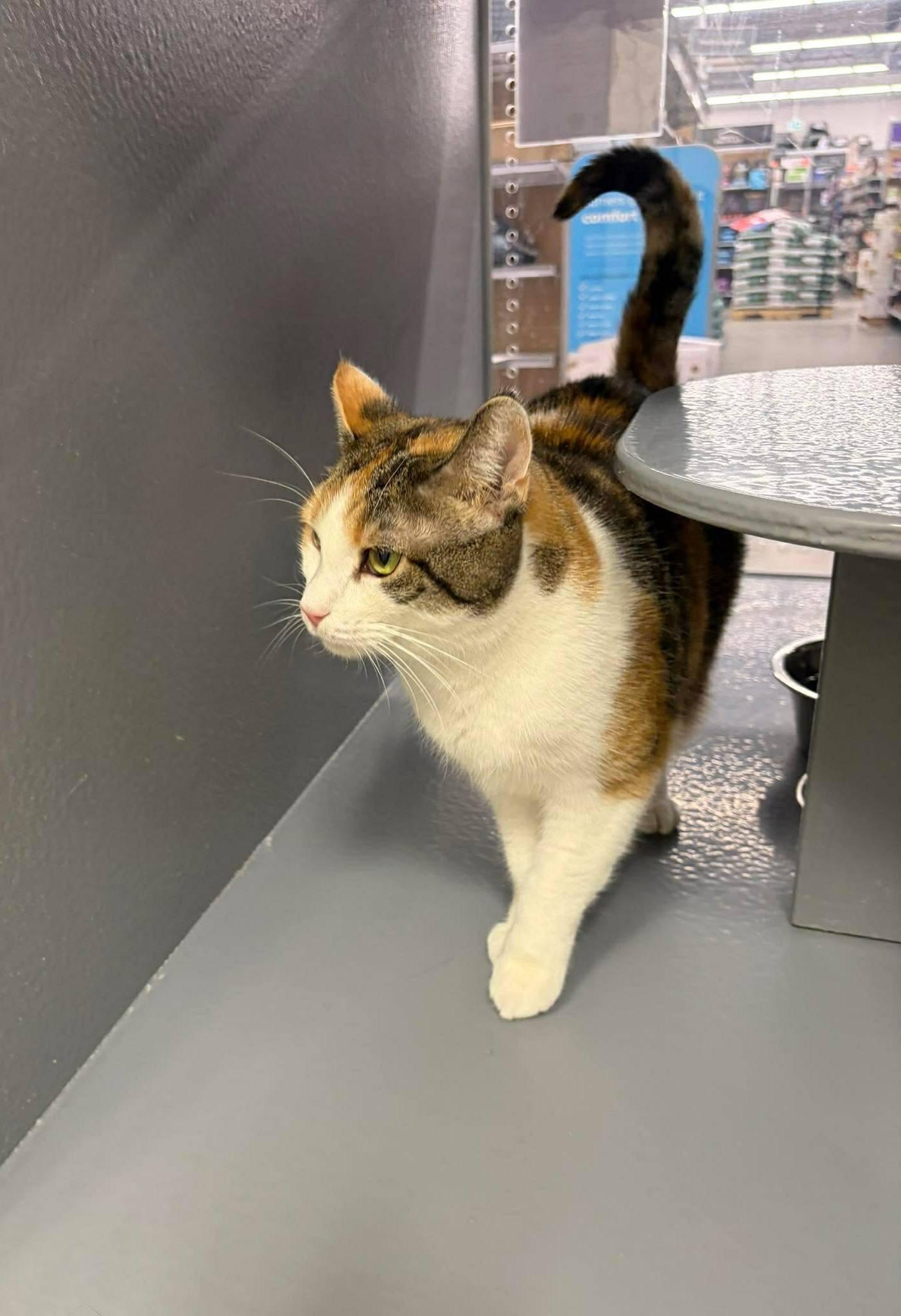 Enlarge Destiny, a Adoptable Domestic Short Hair in Caistor Centre, ON image 2/3