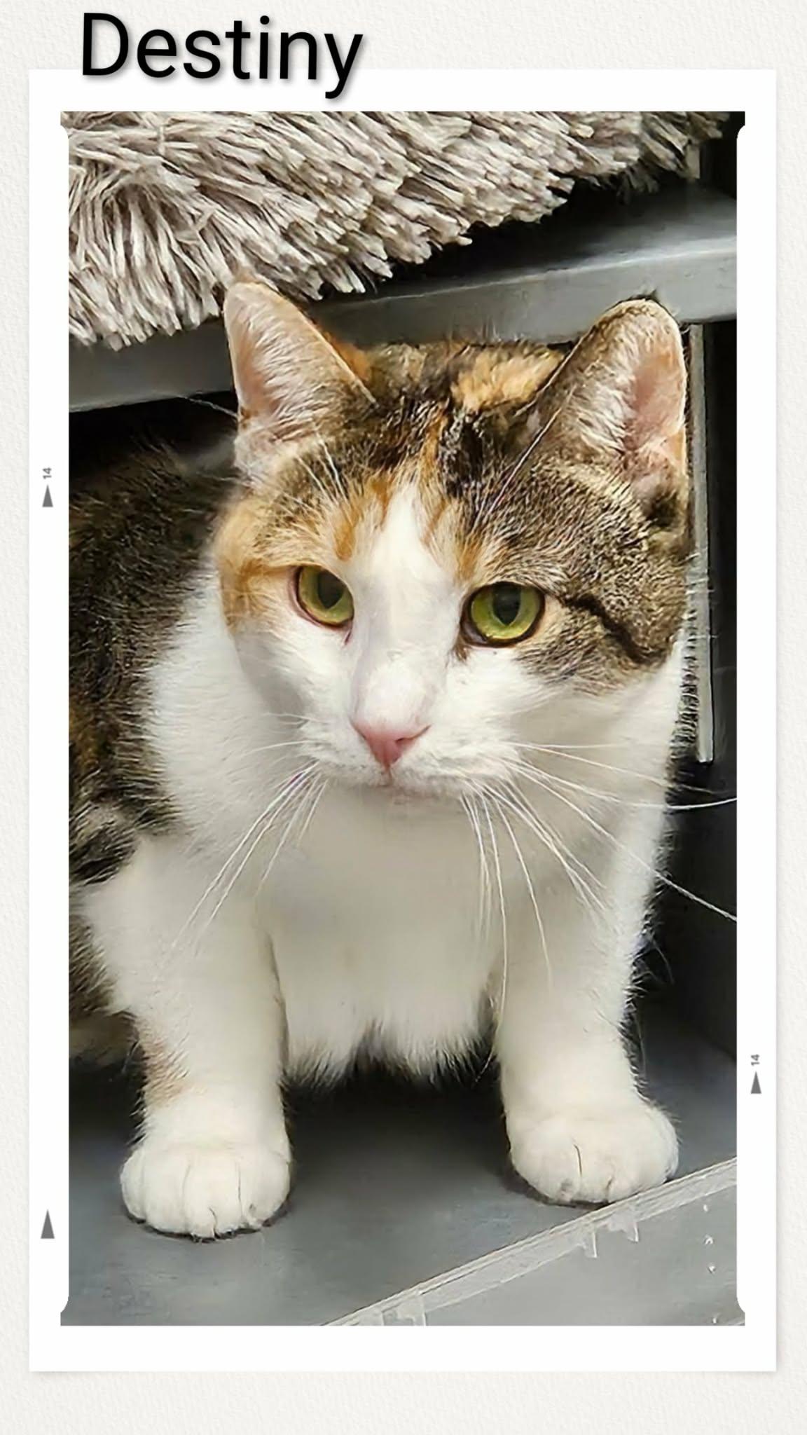 Enlarge Destiny, a Adoptable Domestic Short Hair in Caistor Centre, ON image 3/3