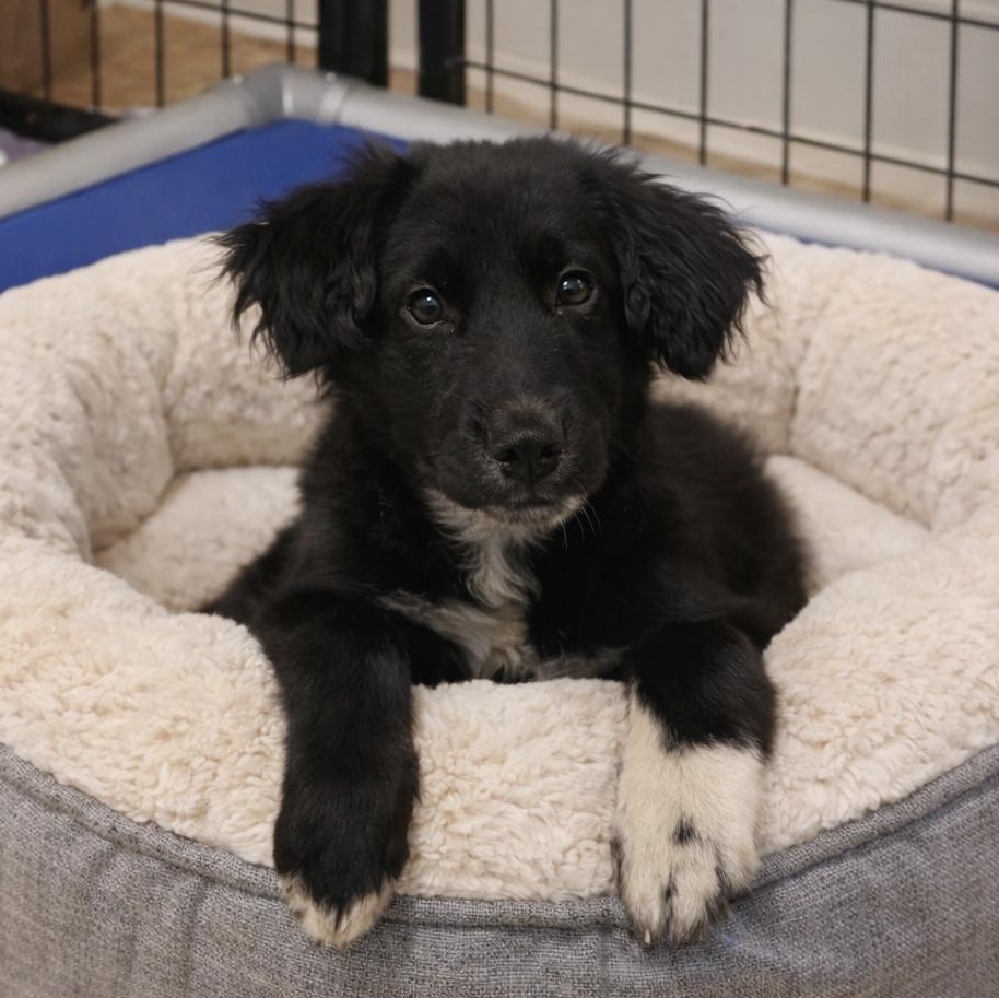 ANNABEL, adopted, Puppy Female Mixed Breed.
