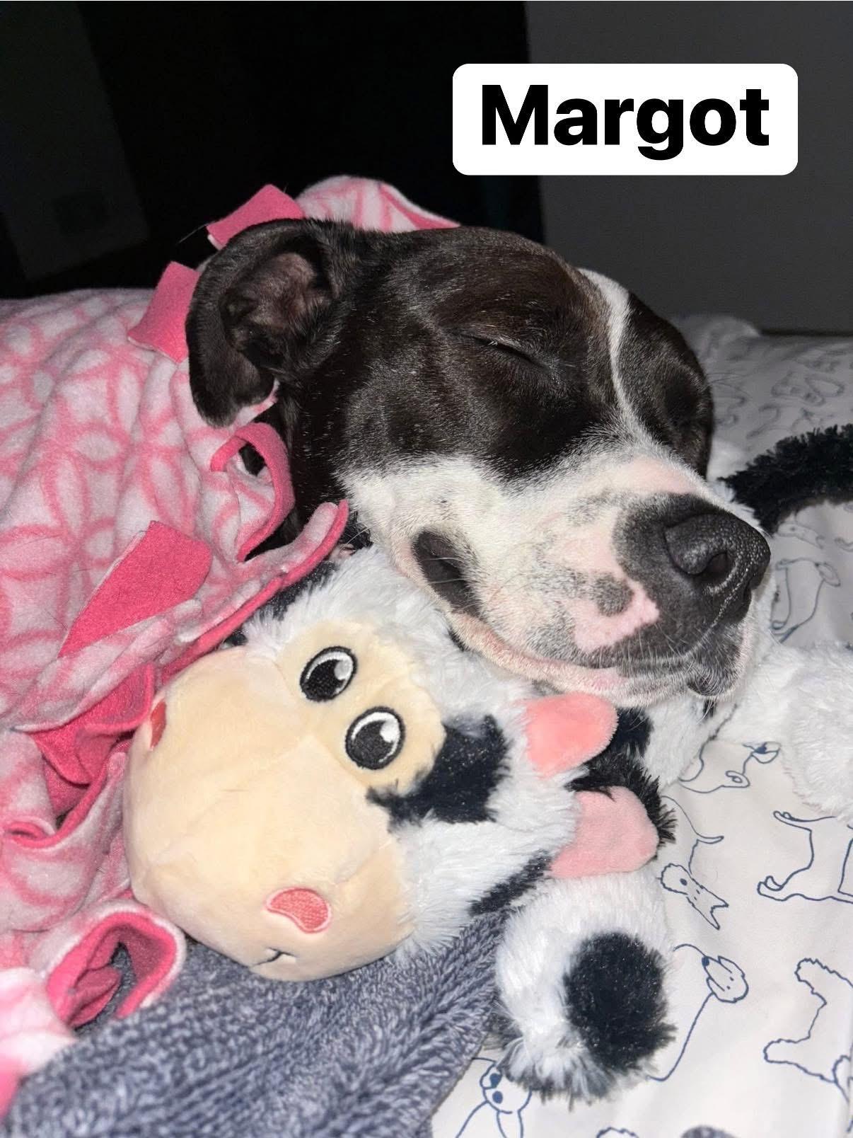 Enlarge Margot, a Adoptable mixed breed in Elburn, IL image 3/6