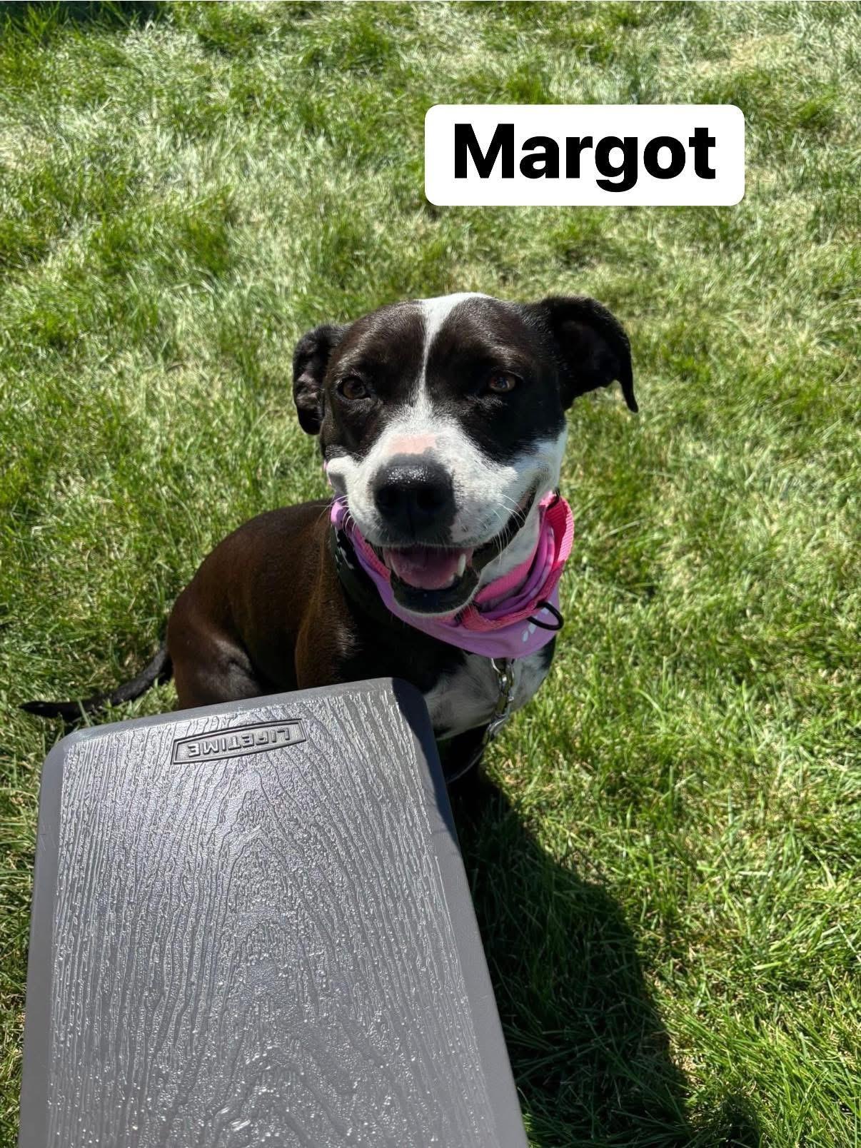 Enlarge Margot, a Adoptable mixed breed in Elburn, IL image 4/6