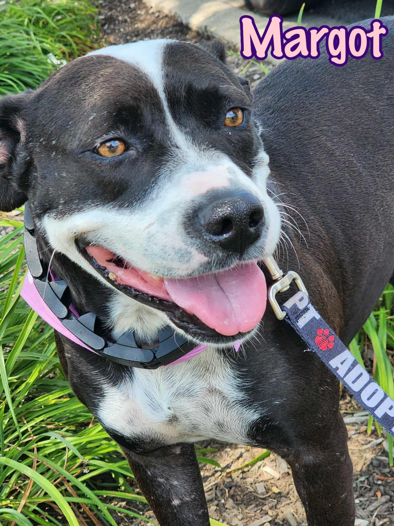 Enlarge Margot, a Adoptable mixed breed in Elburn, IL image 5/6