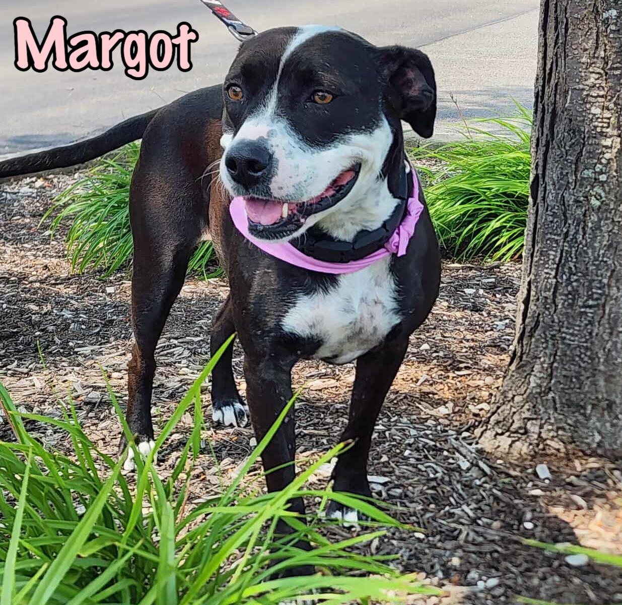 Enlarge Margot, a Adoptable mixed breed in Elburn, IL image 1/6