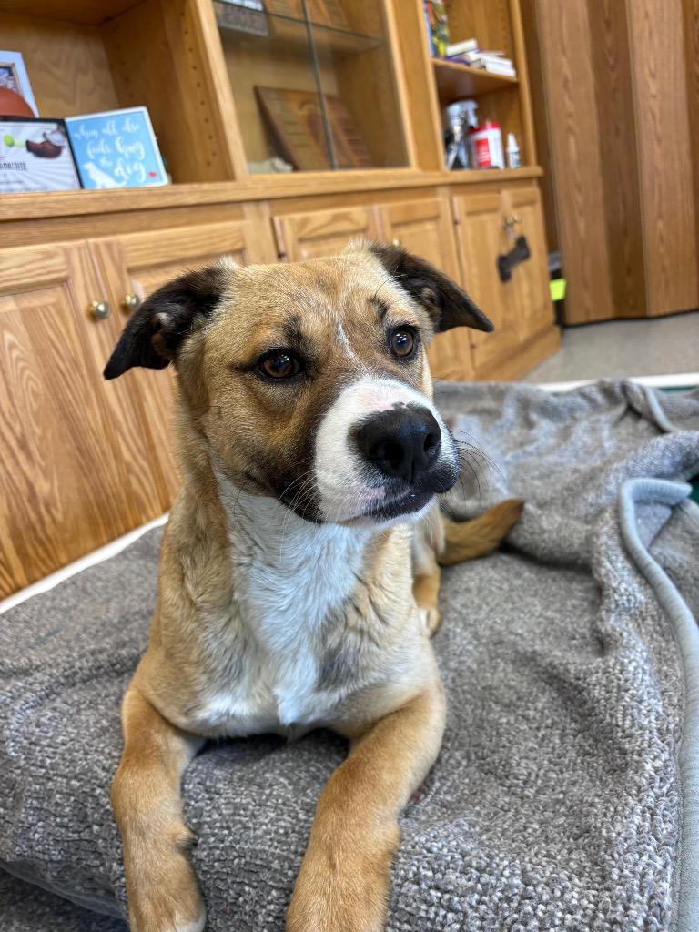 Enlarge Abby, a Adoptable Hound in Findlay, OH image 1/1